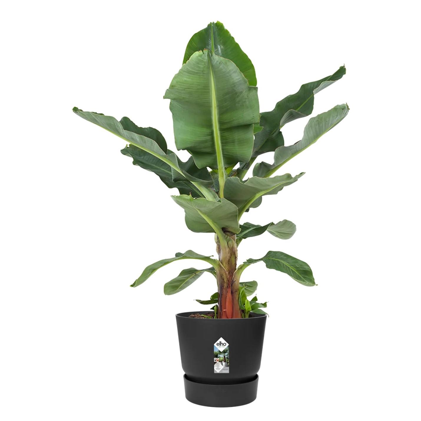 Elho Greenville bloempot zwart F.T. products | Webshoplocatie.nl