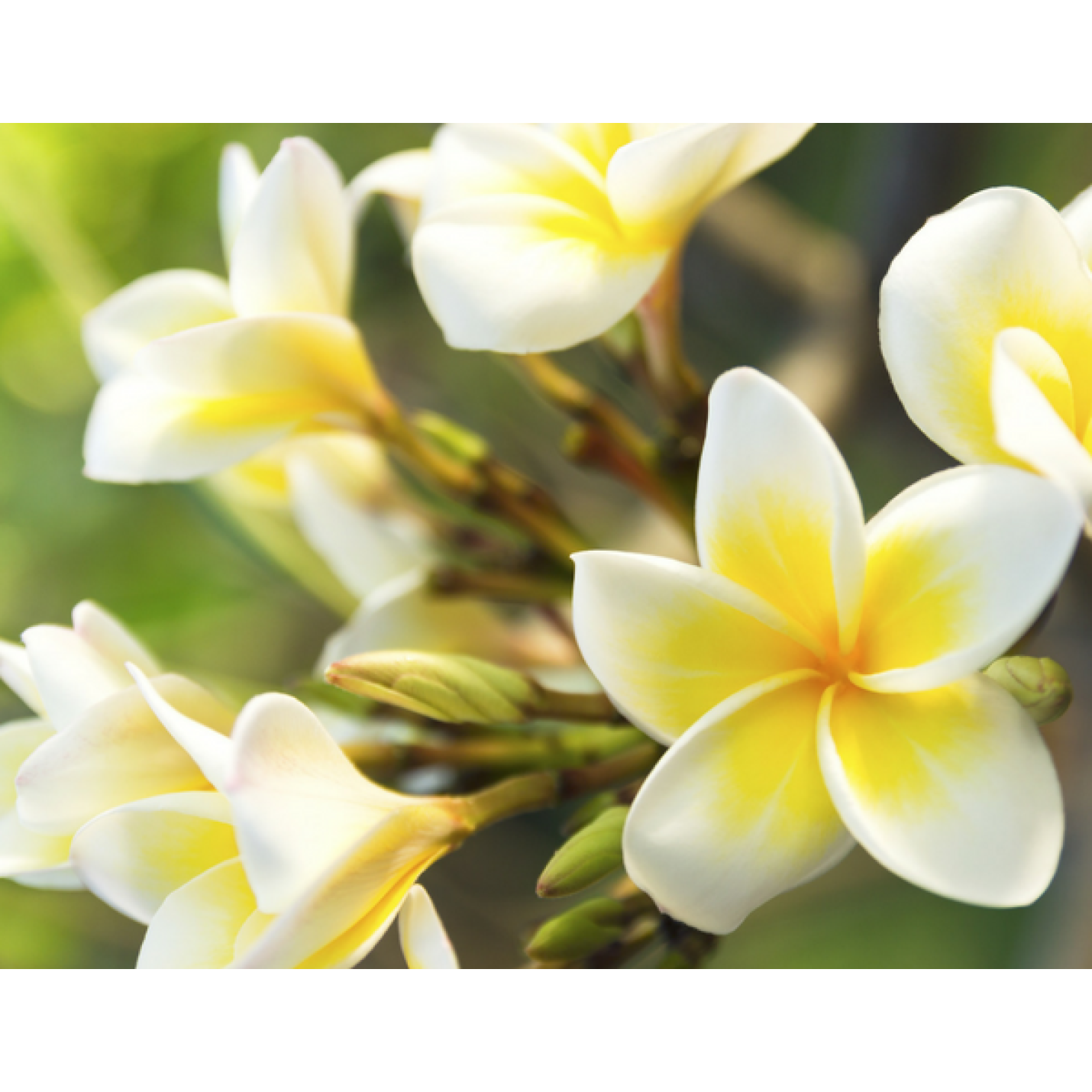 Vloerreiniger Manoj Lime e Fiori del Brasile 750ml - Wexor Elisir Pavimenti; Afbeelding: 4