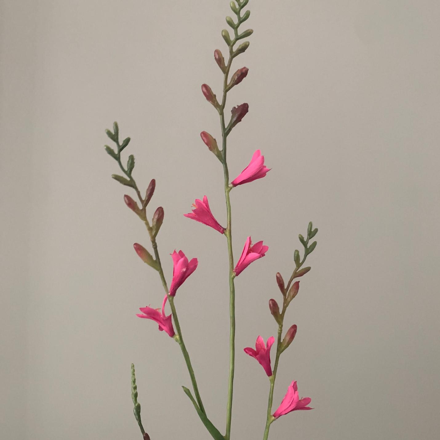 Zijden bloem Crocosmia roze; Afbeelding: 2