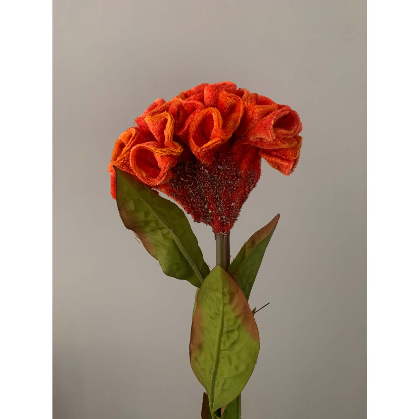 Zijden bloem hanekam // Cockscomb; Afbeelding: 2