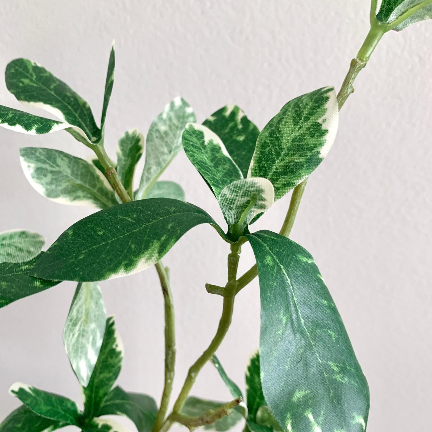 Kunsttak Pittosporum; Afbeelding: 3