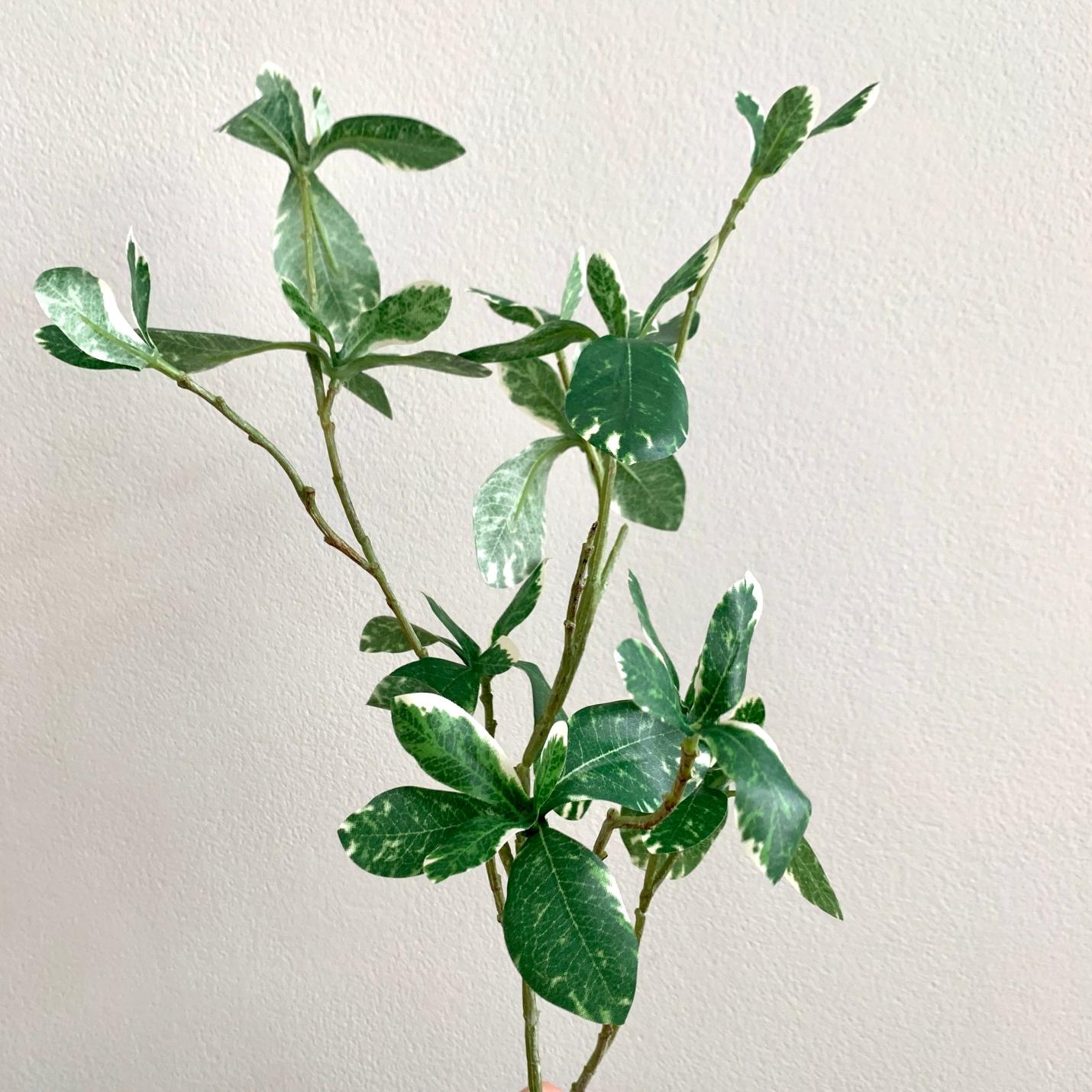 Kunsttak Pittosporum; Afbeelding: 2