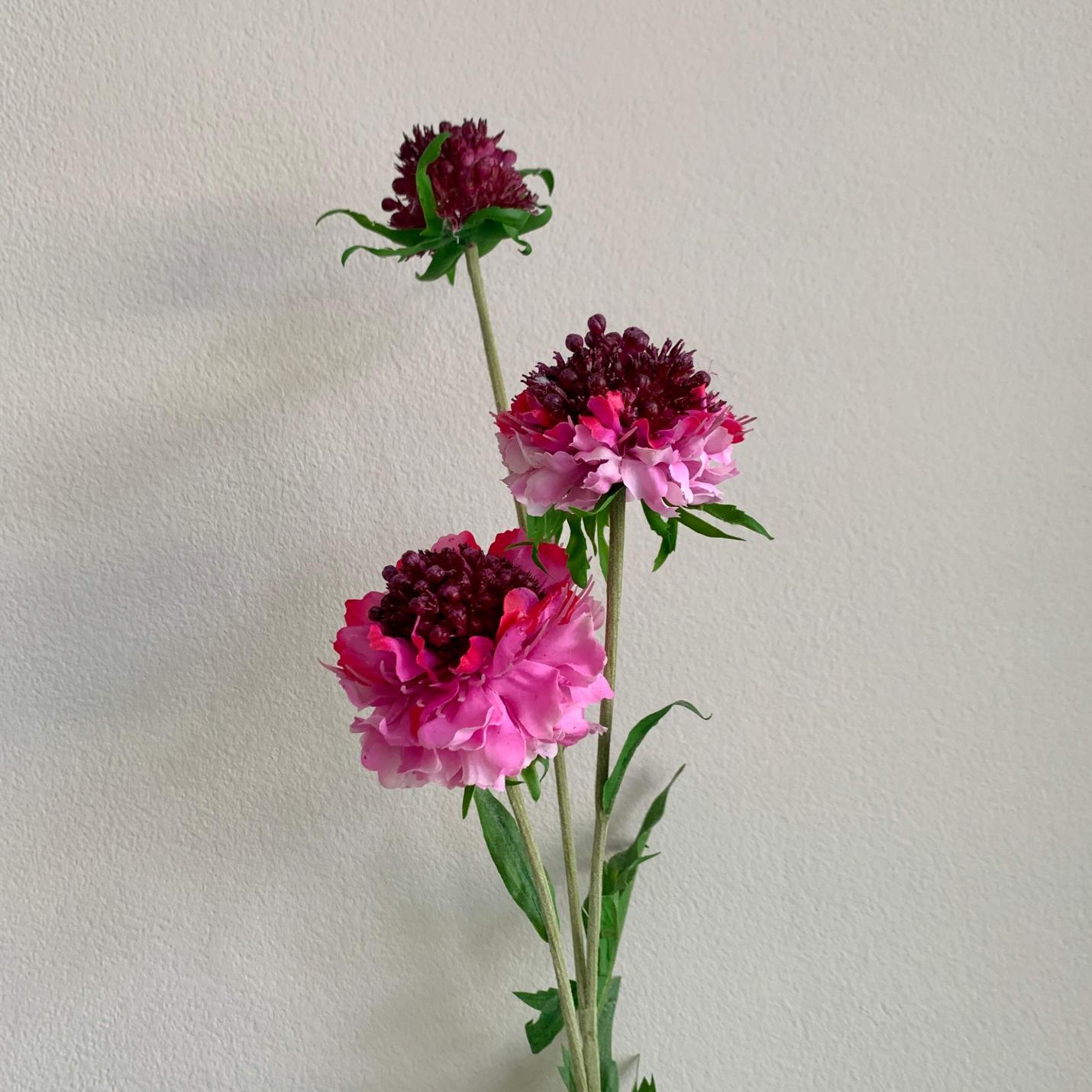 Zijden Scabiose roze; Afbeelding: 2