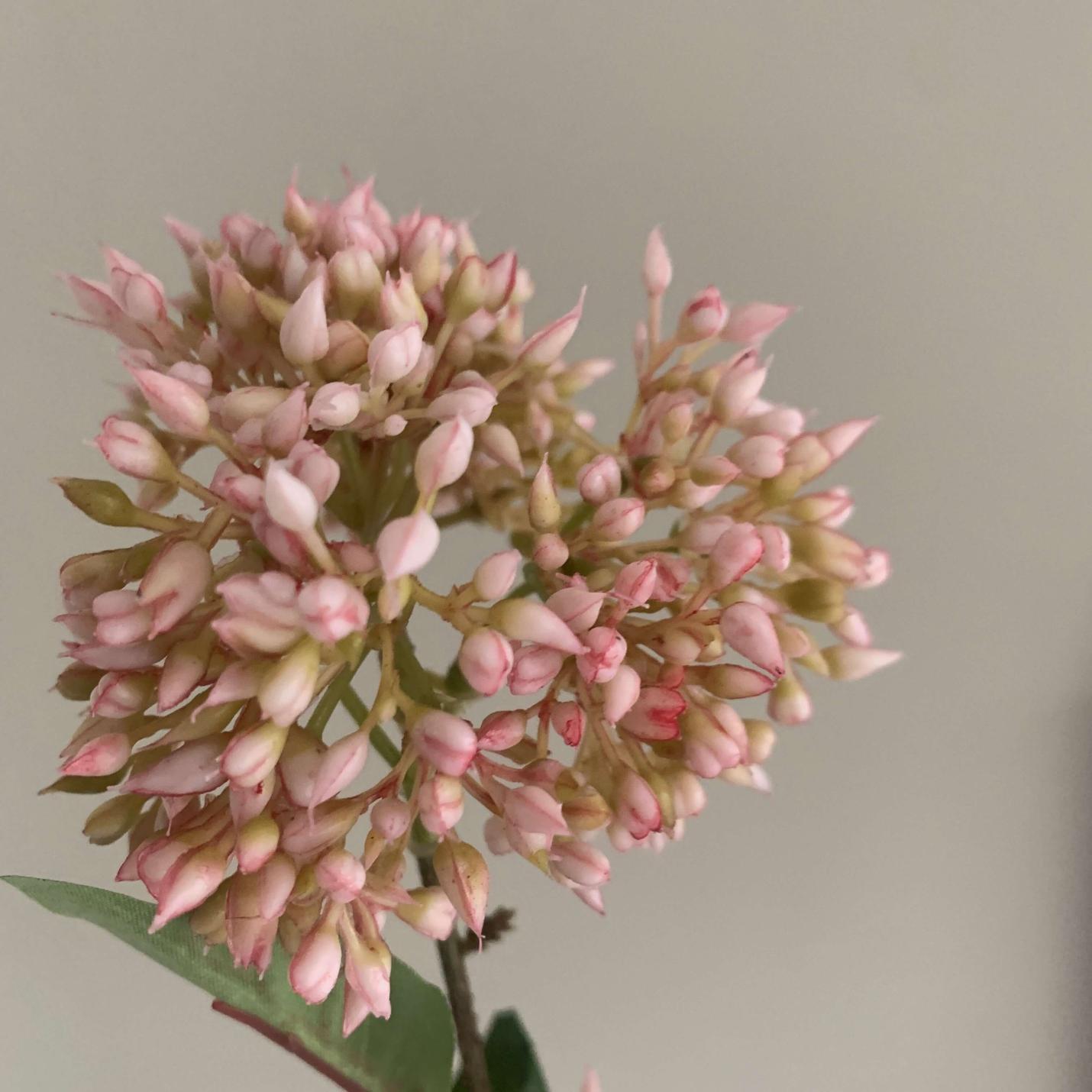 Zijden bloem Sedum; Afbeelding: 3