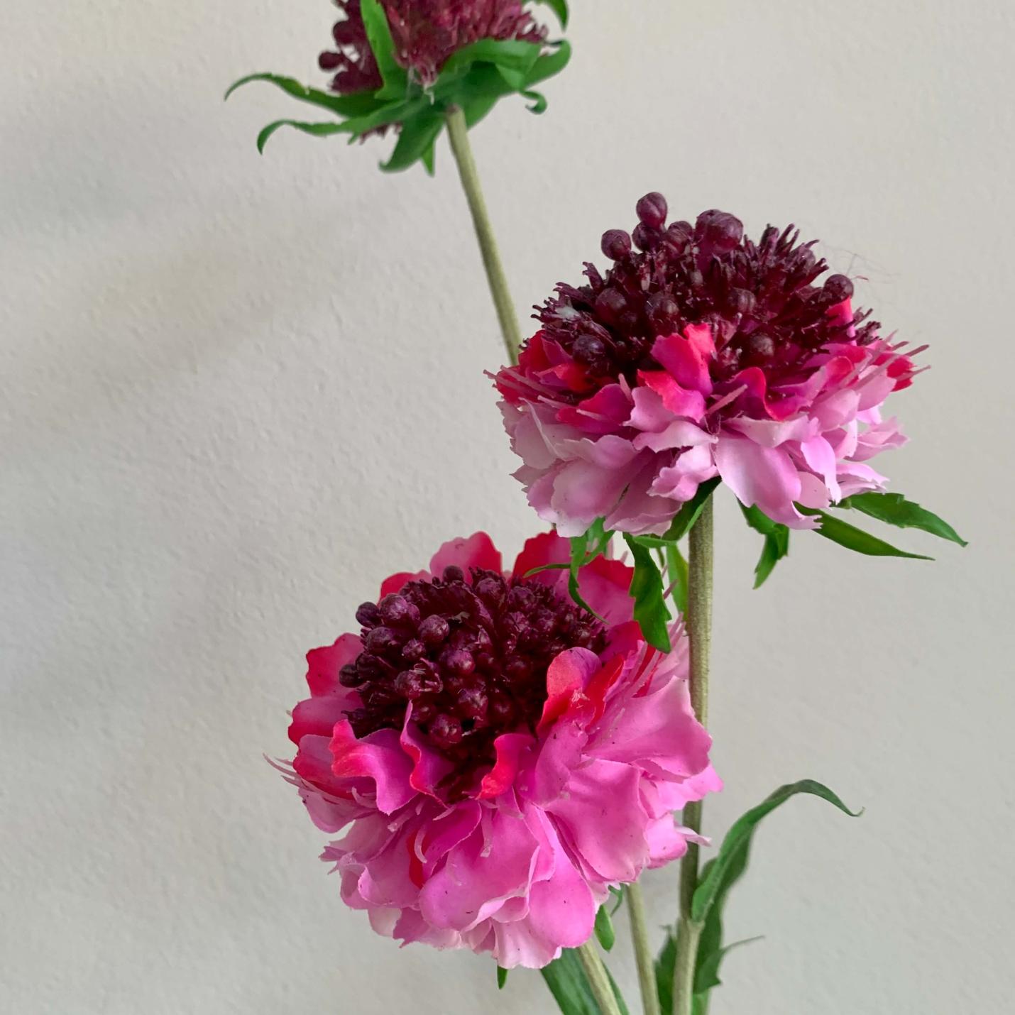 Zijden Scabiose roze; Afbeelding: 3