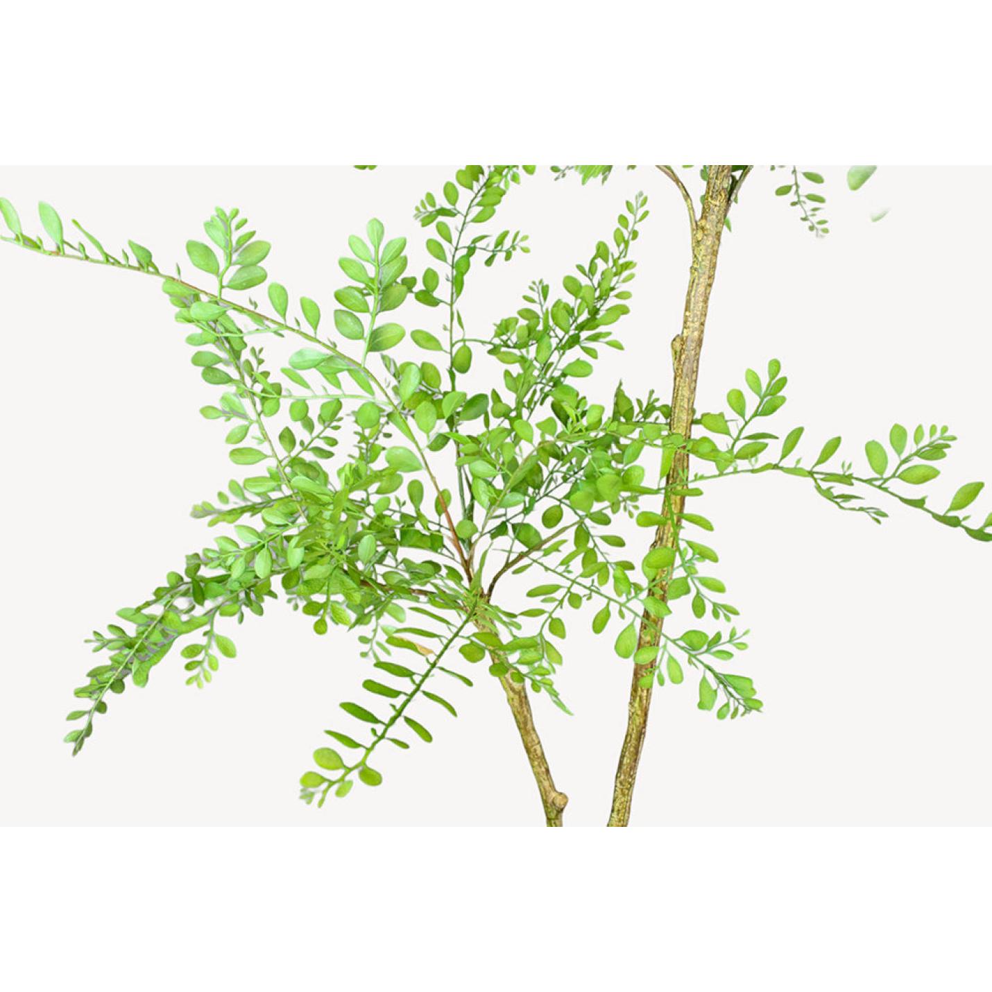 Sophora Kunstplant - 140 cm - Collectie van hoogwaardige kunstplanten en zijden bloemboeketten, inclusief kunstbloemen en nepplanten voor interieurdecoratie, perfect voor een onderhoudsvrij, groen thuis of kantoor.