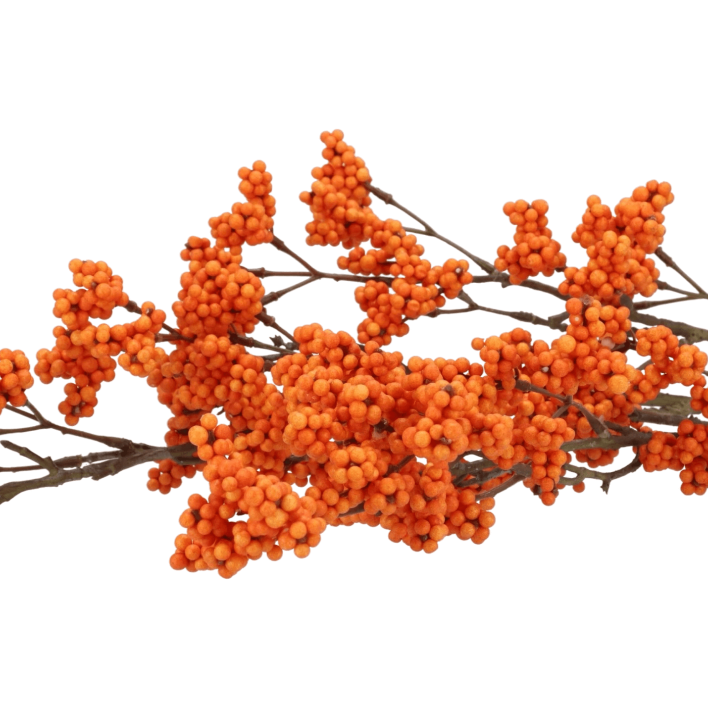 Kunst bessentak Callicarpa -oranje; Afbeelding: 2