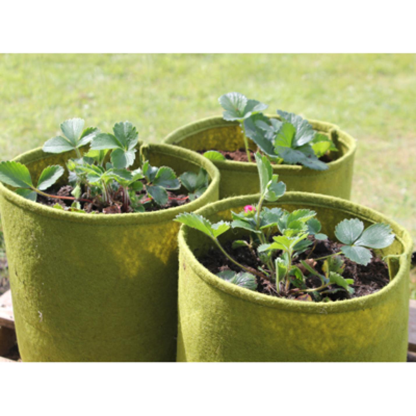 Vigoroot Plantzak 5 liter, 3-pack