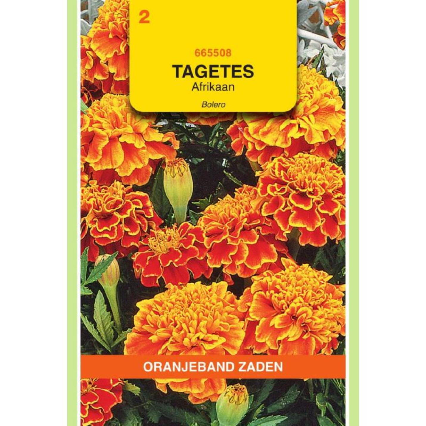 Oranjeband Tagetes, Afrikaan Bolero (vh Queen Sophia)