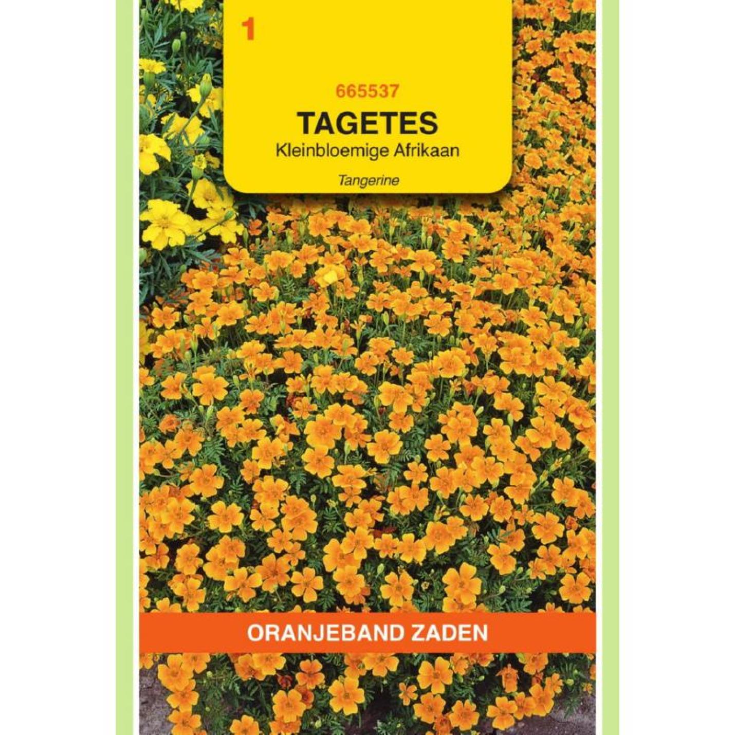 Oranjeband Tagetes, Afrikaan Pumila kleinbloemig, oranje