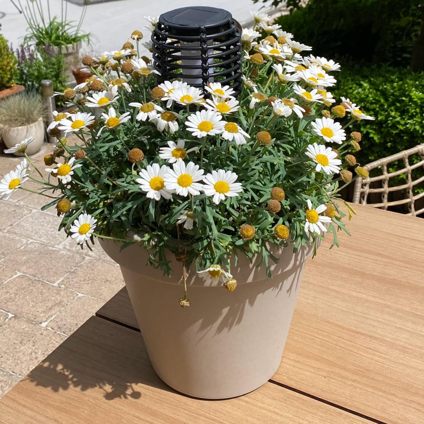 JENS Led tuinfakkel Ted zwart; Afbeelding: 2