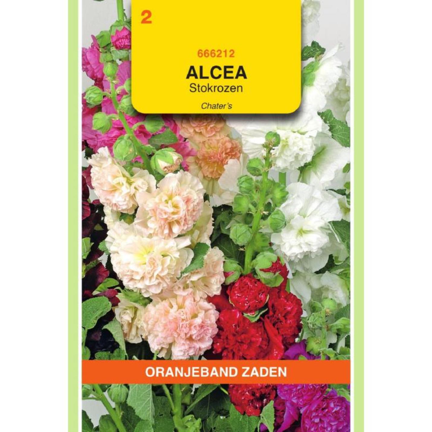 Oranjeband Althaea (Alcaea) Stokroos Chater's gemengd
