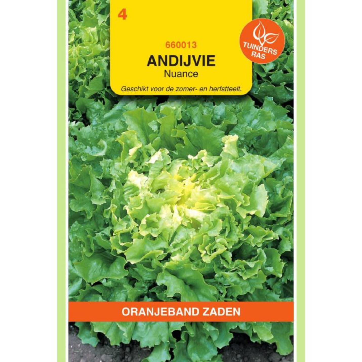 Oranjeband Andijvie Nuance