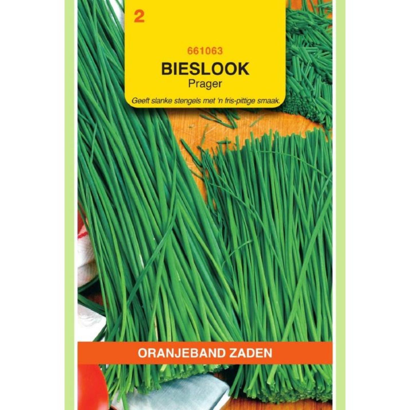 Oranjeband Bieslook Prager (fijne)