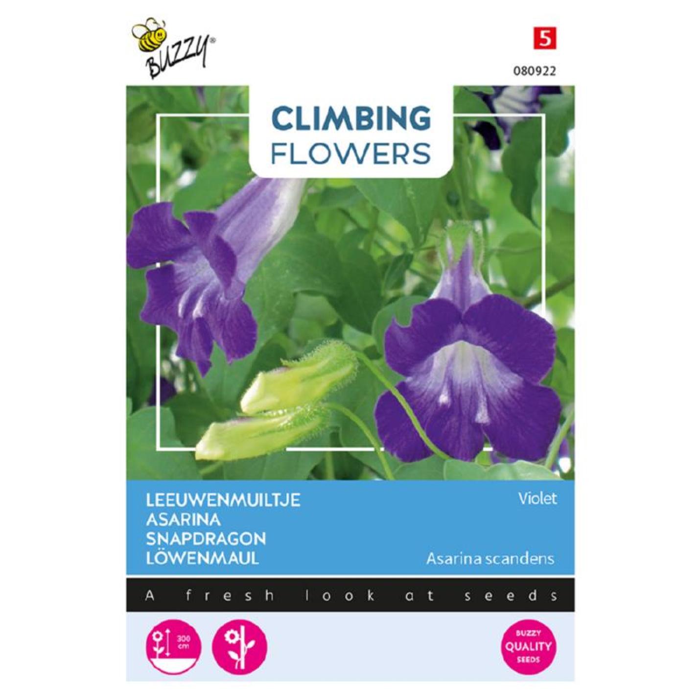 Buzzy Climbing Flowers Asarina Violet