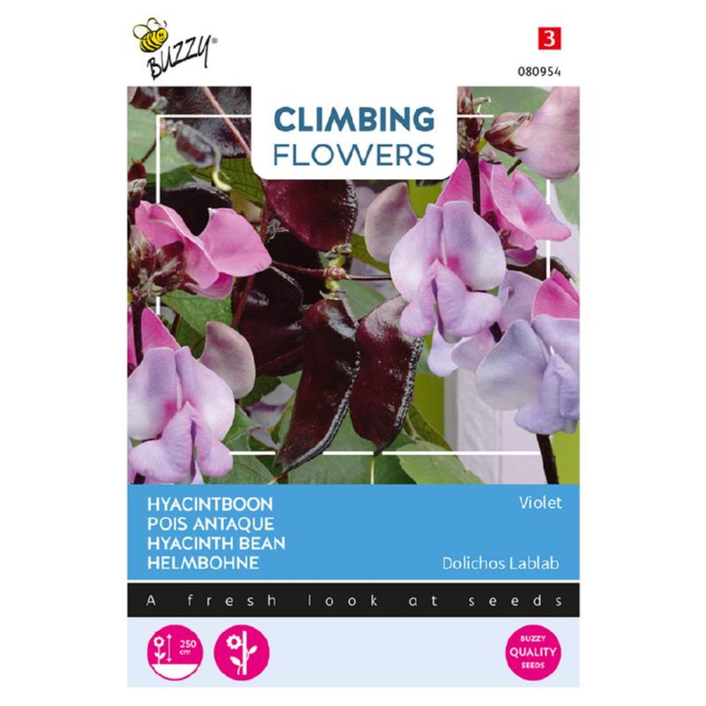 Buzzy Climbing Flowers Dolichos Lablab Hyacinthboon