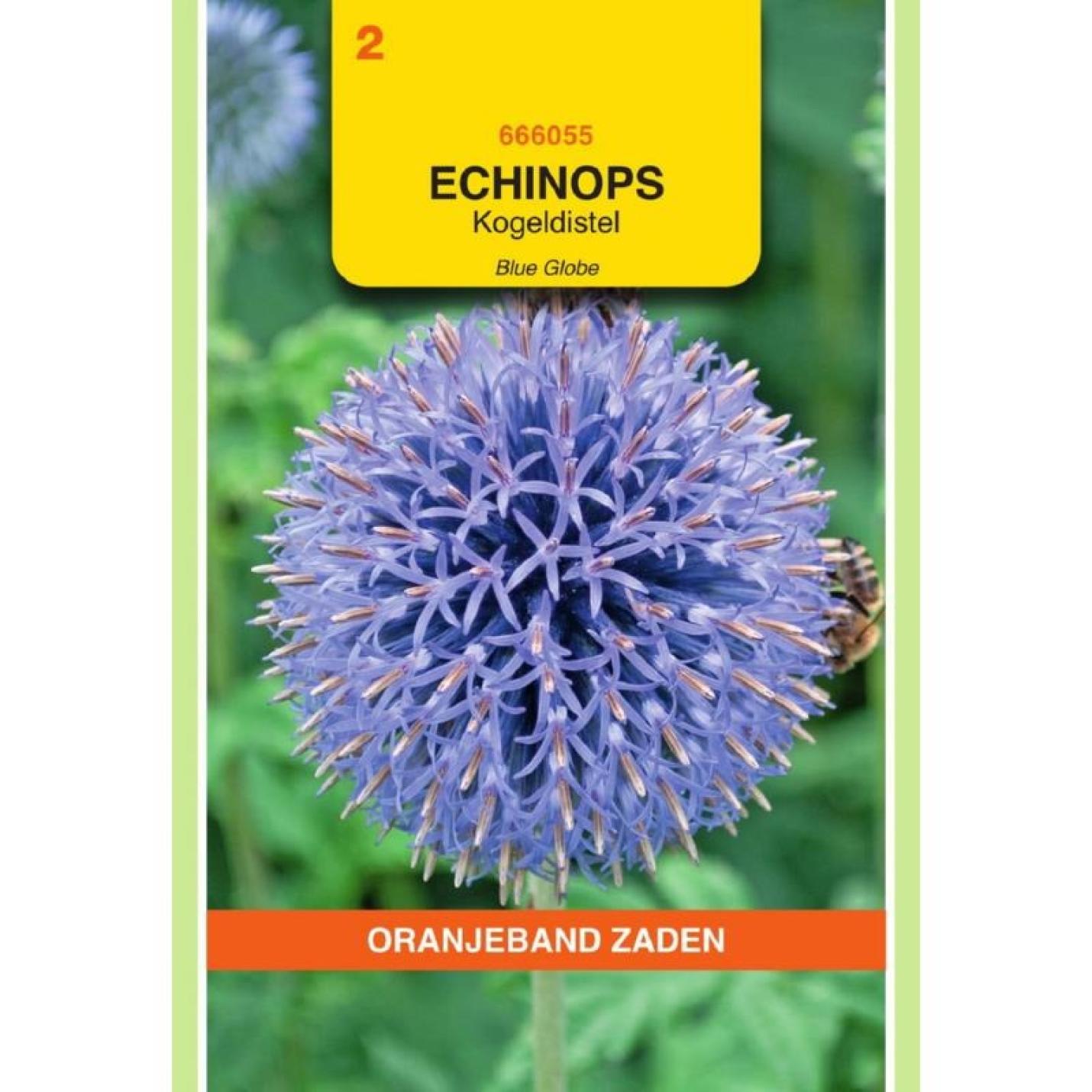 Oranjeband Echinops, Kogeldistel Blue Globe