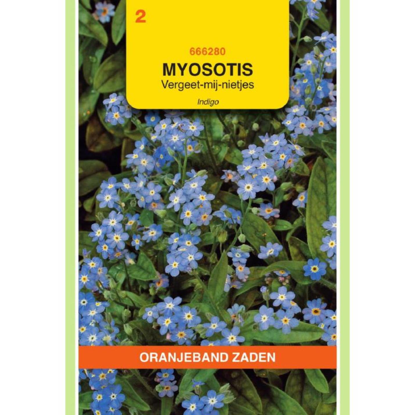 Oranjeband Myosotis, Vergeet-mij-niet Indigo, blauw