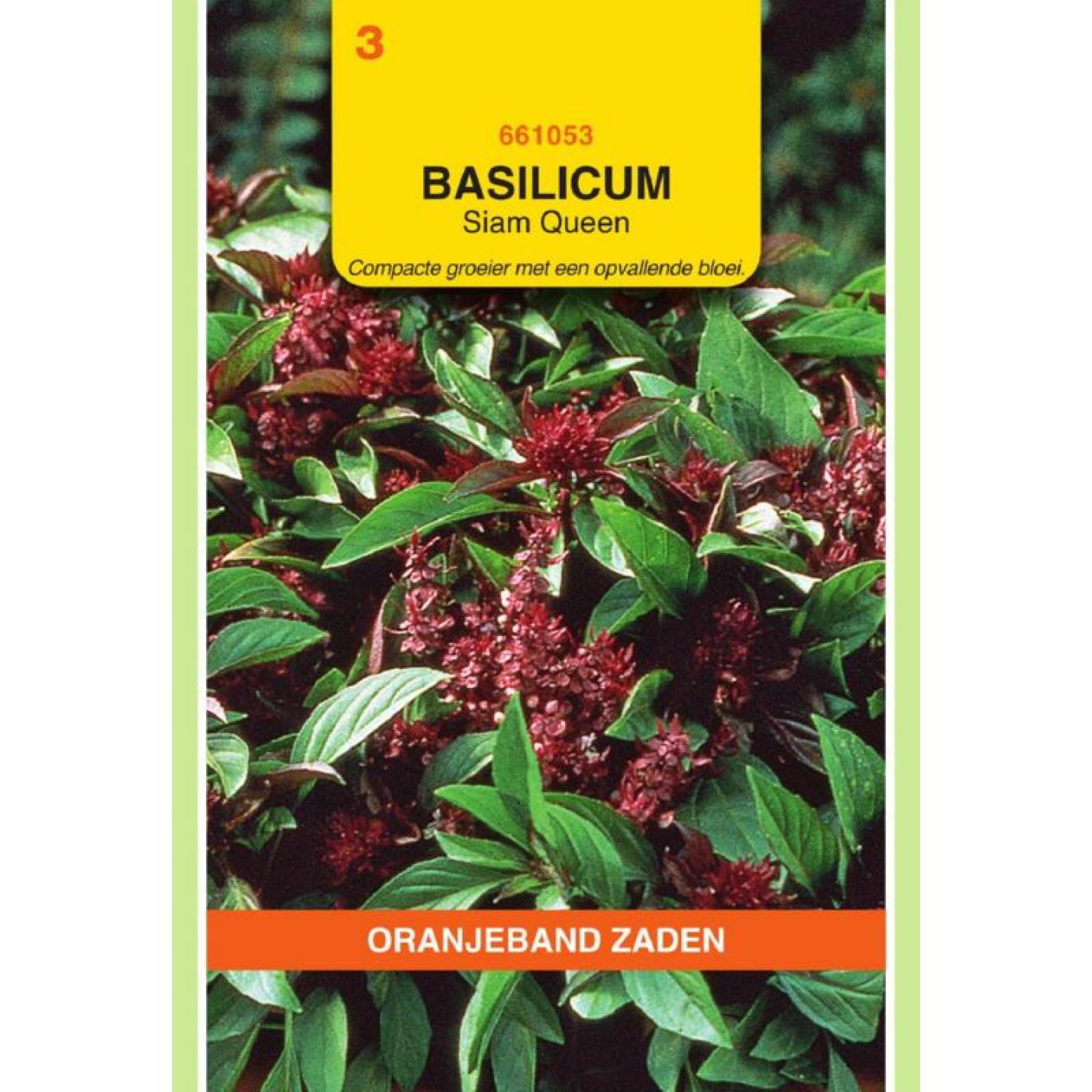 Oranjeband Basilicum Siam Queen