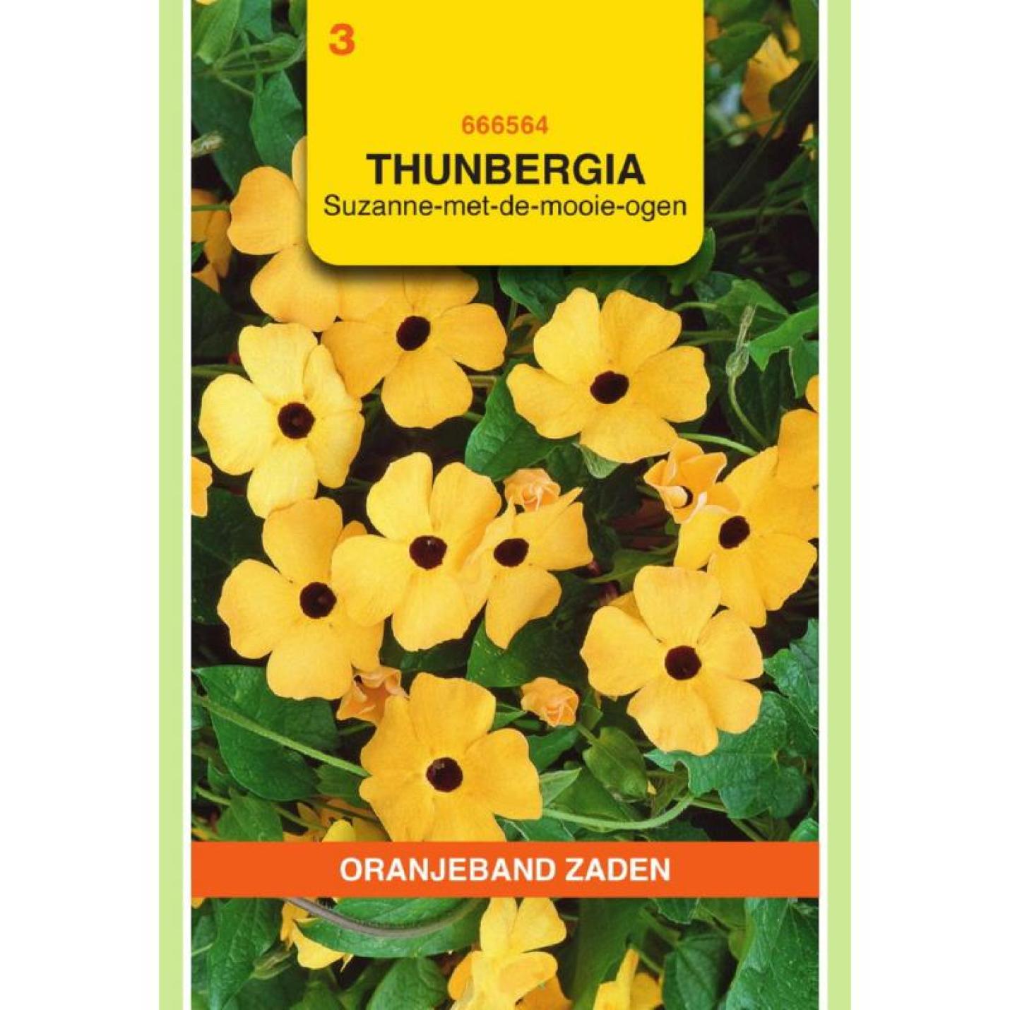 Oranjeband Thunbergia Suzanne-met-de-mooie-ogen