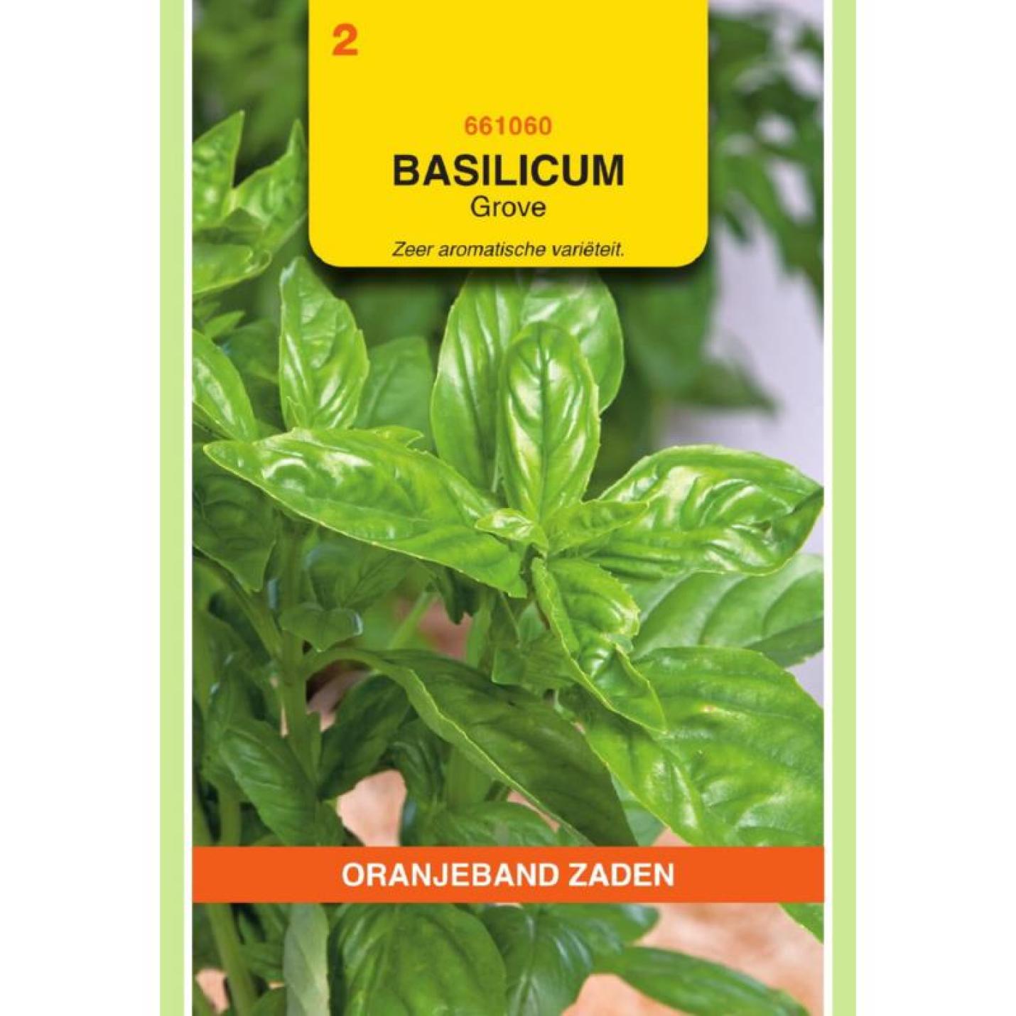 Oranjeband Basilicum Grove