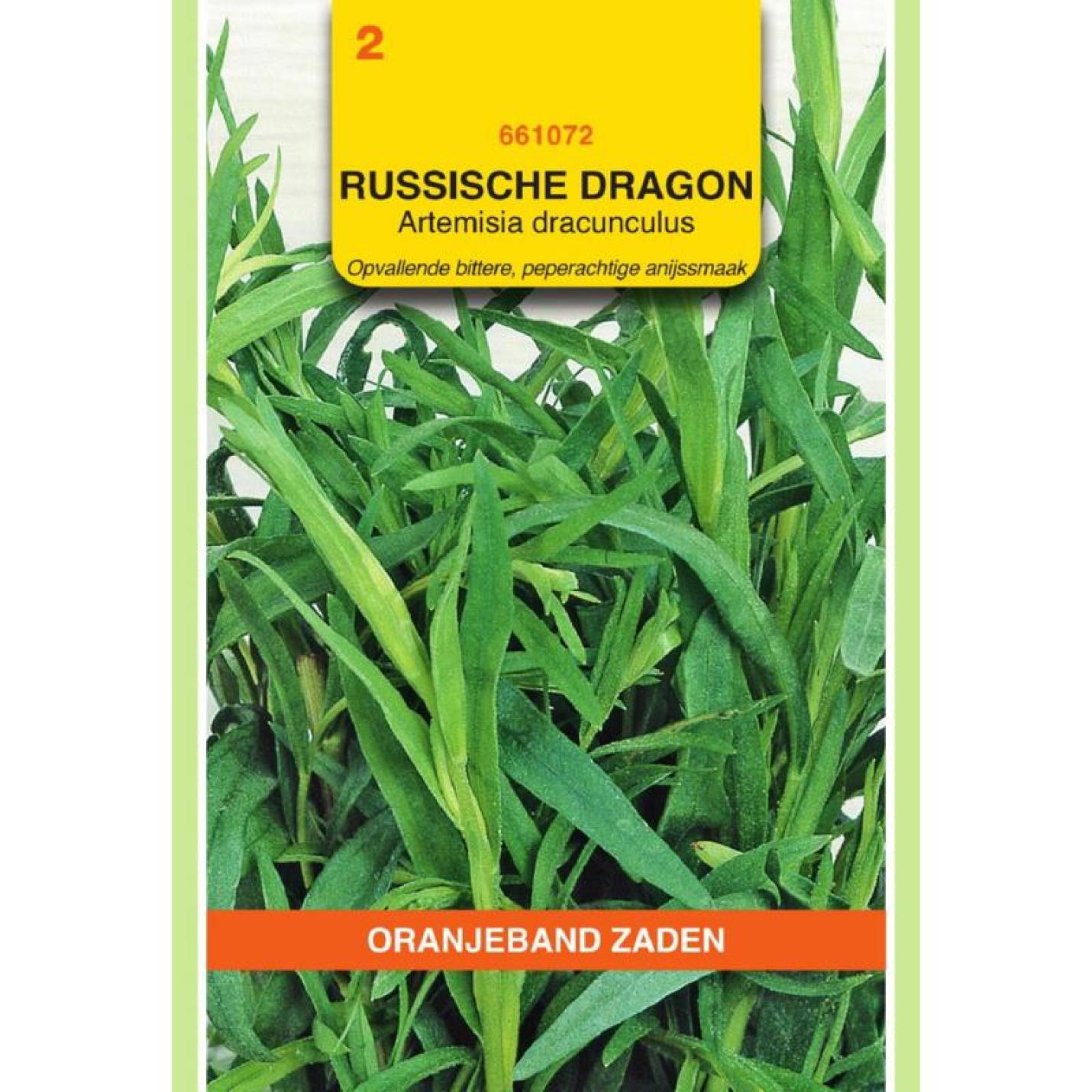 Oranjeband Dragon Russische