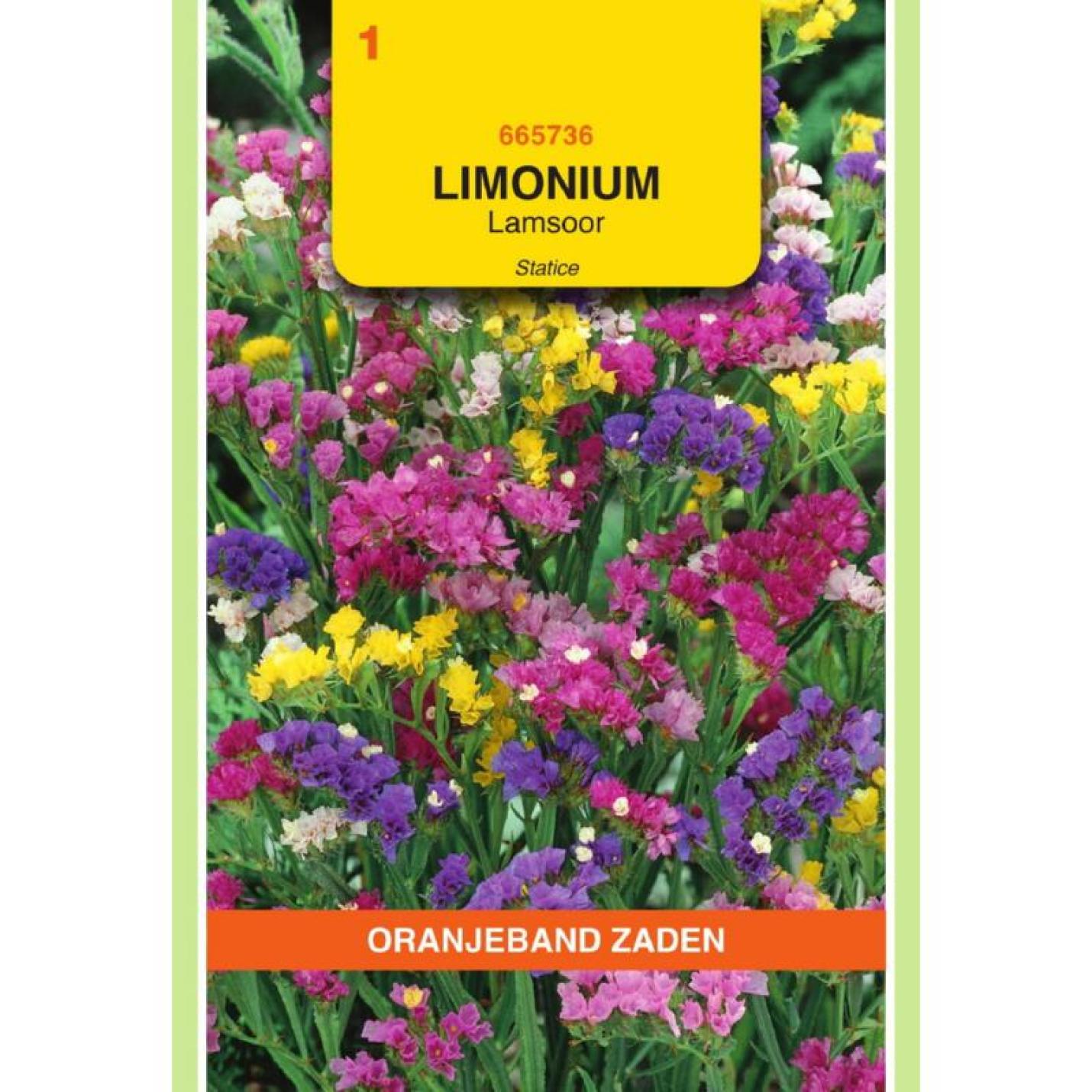 Oranjeband Limonium Lamsoor Statice gemengd