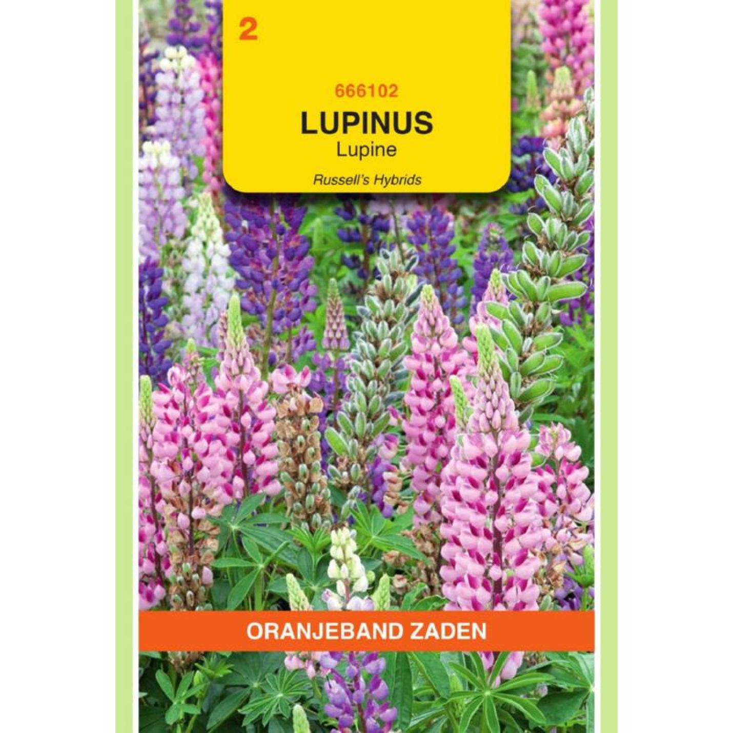 Oranjeband Lupinus Lupine Russell's gemengd