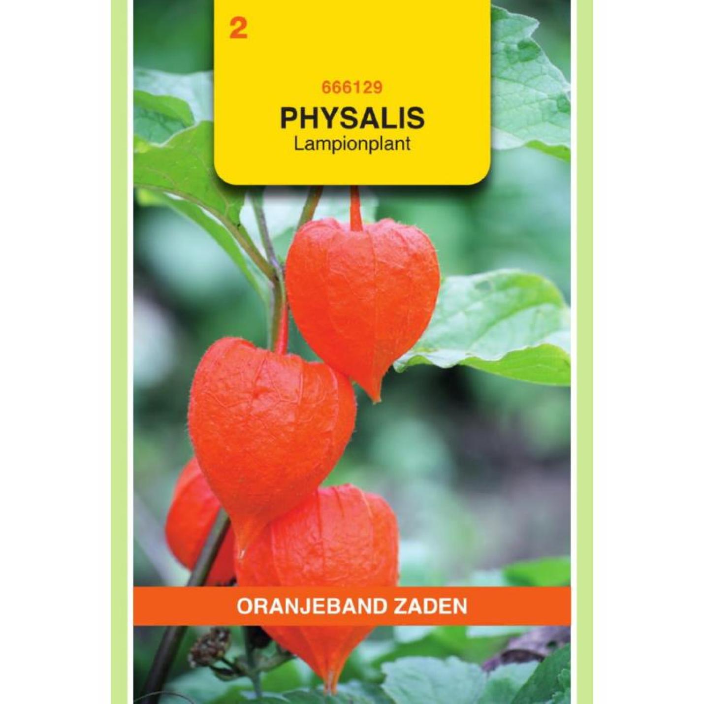 Oranjeband Physalis Lampionplant