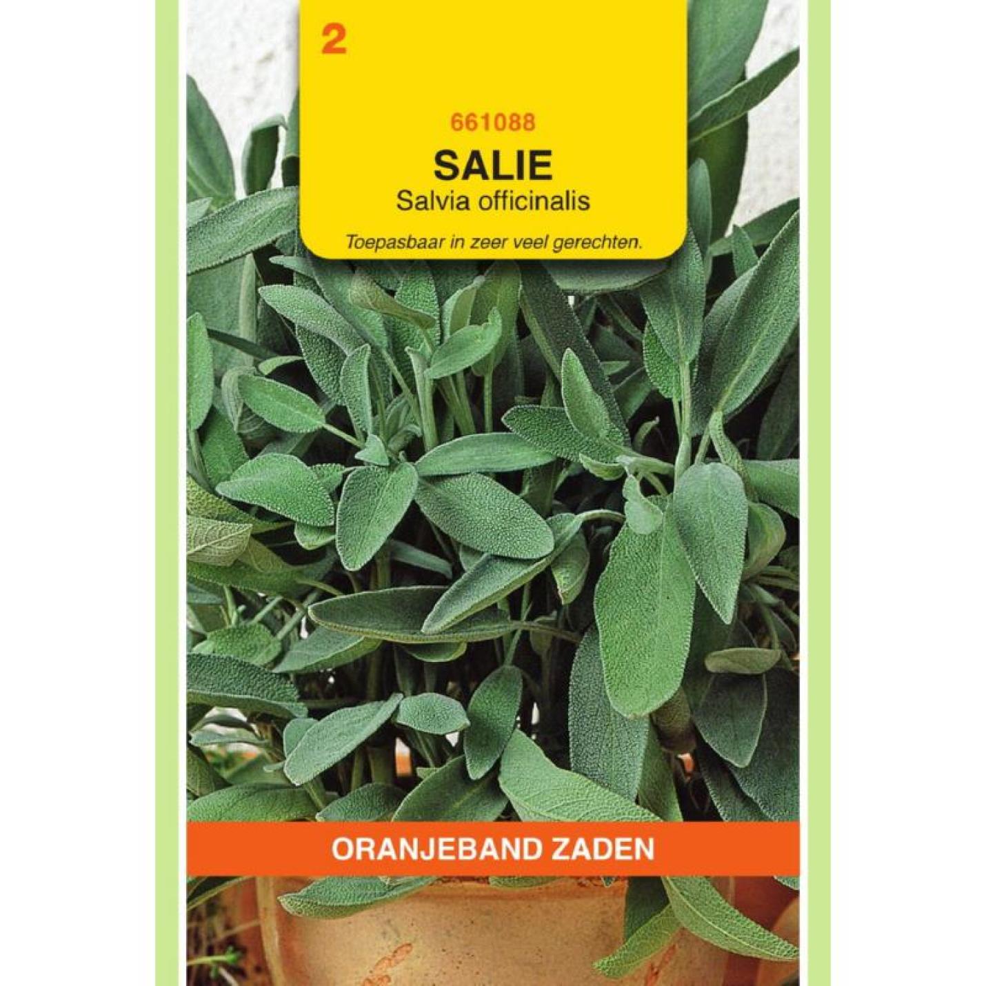 Oranjeband Salie