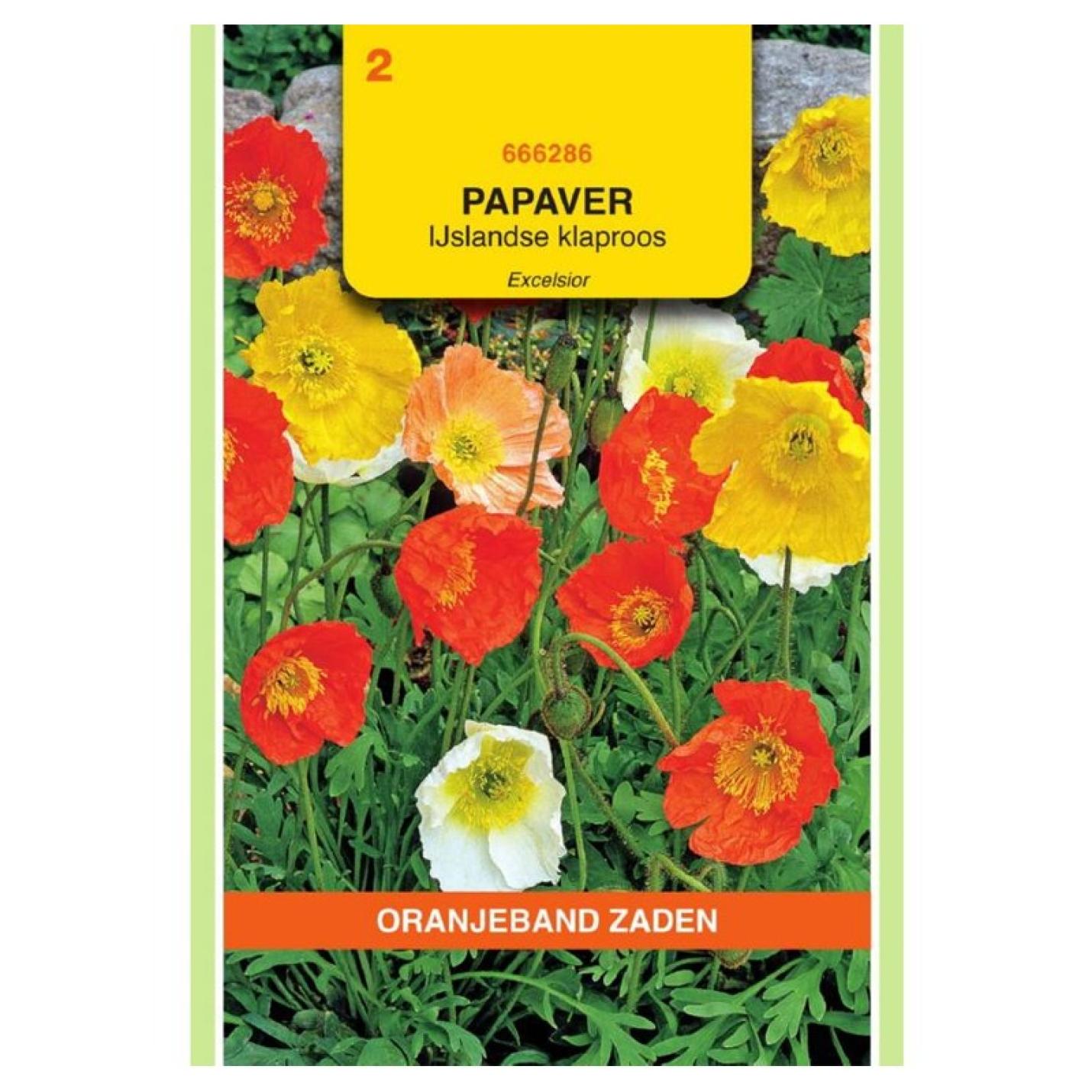 Oranjeband Papaver IJslandse klaproos Excelsior