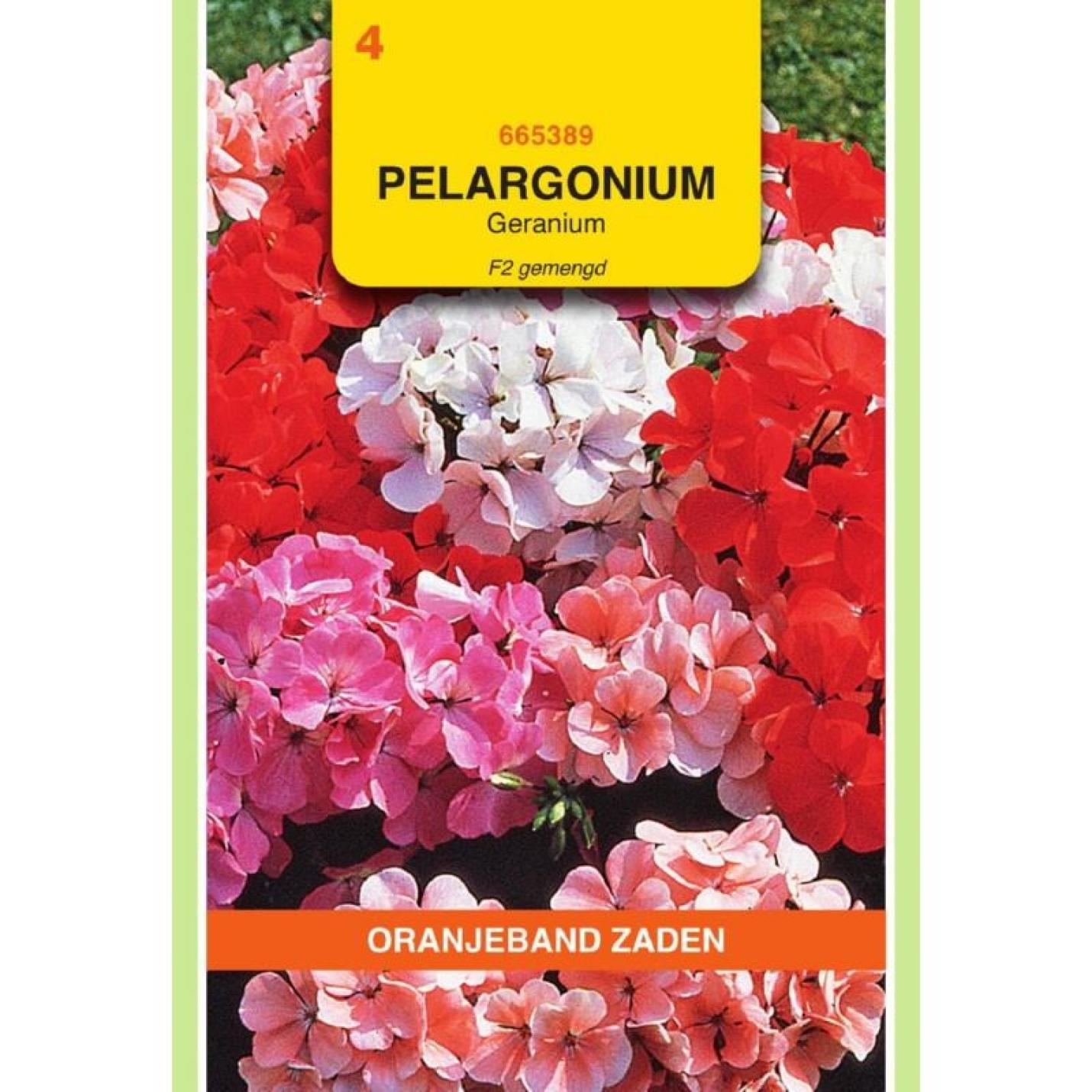 Oranjeband Pelargonium, Geranium F2 gemengd