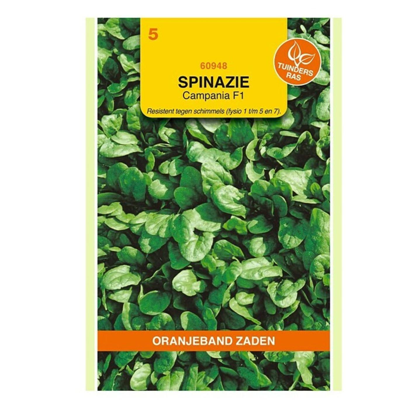 Oranjeband Spinazie Campania F1