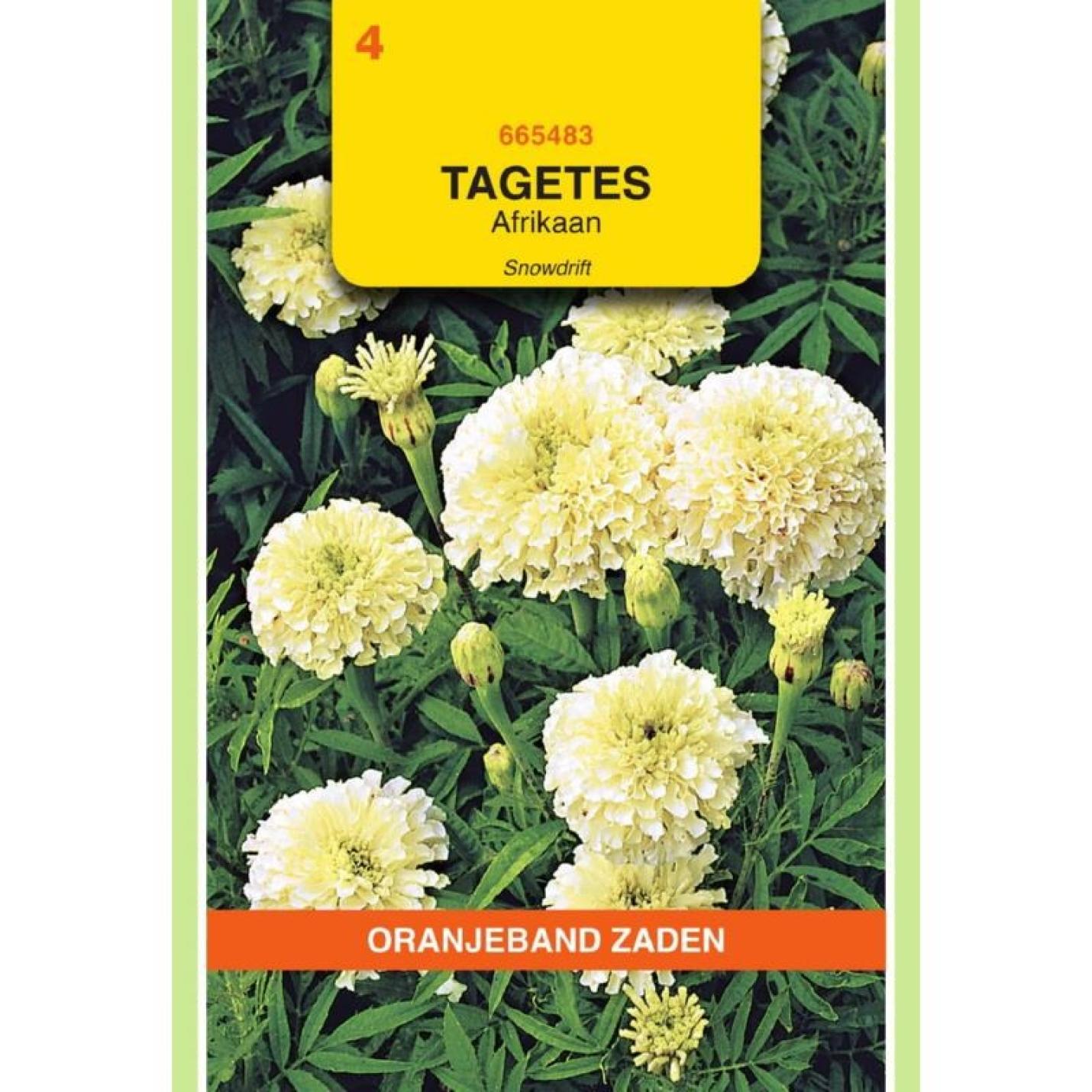 Oranjeband Tagetes, Afrikaan Snowdrift