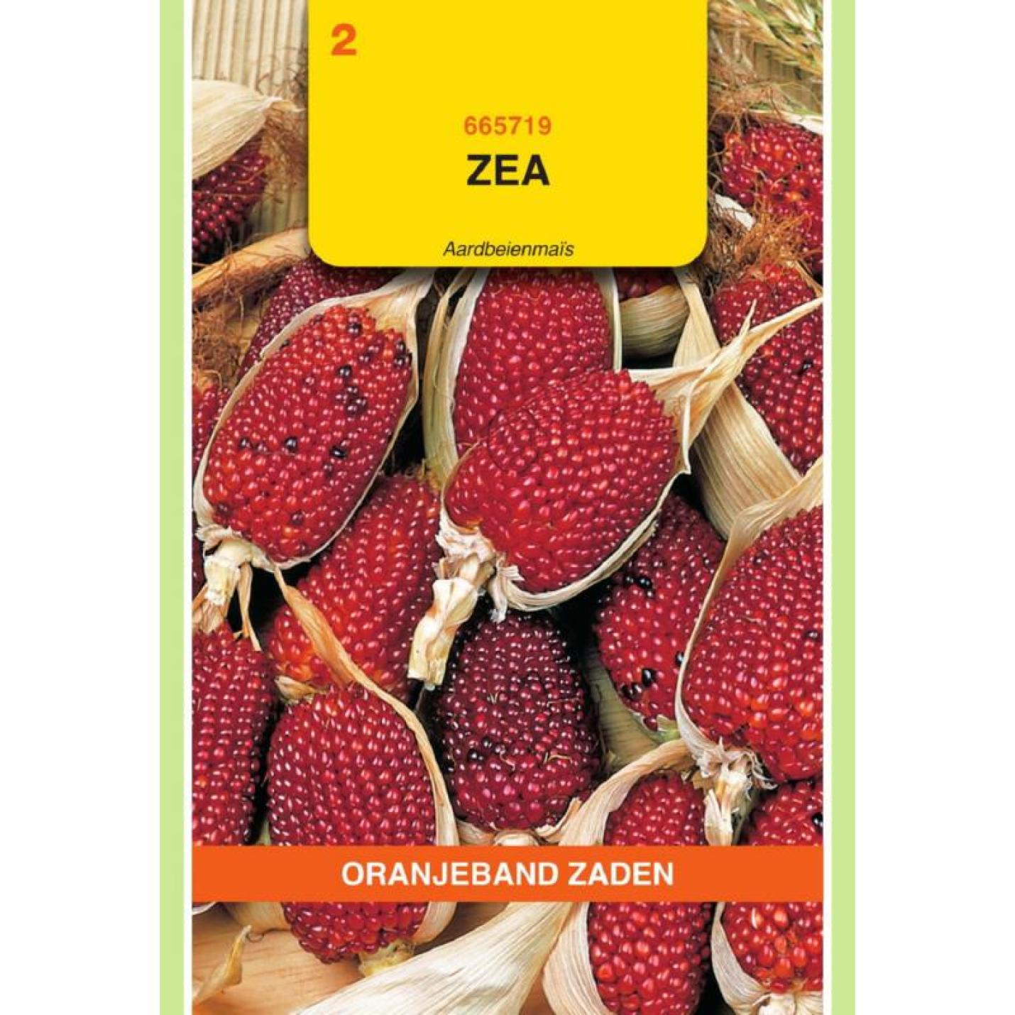Oranjeband Zea, Aardbeienmais