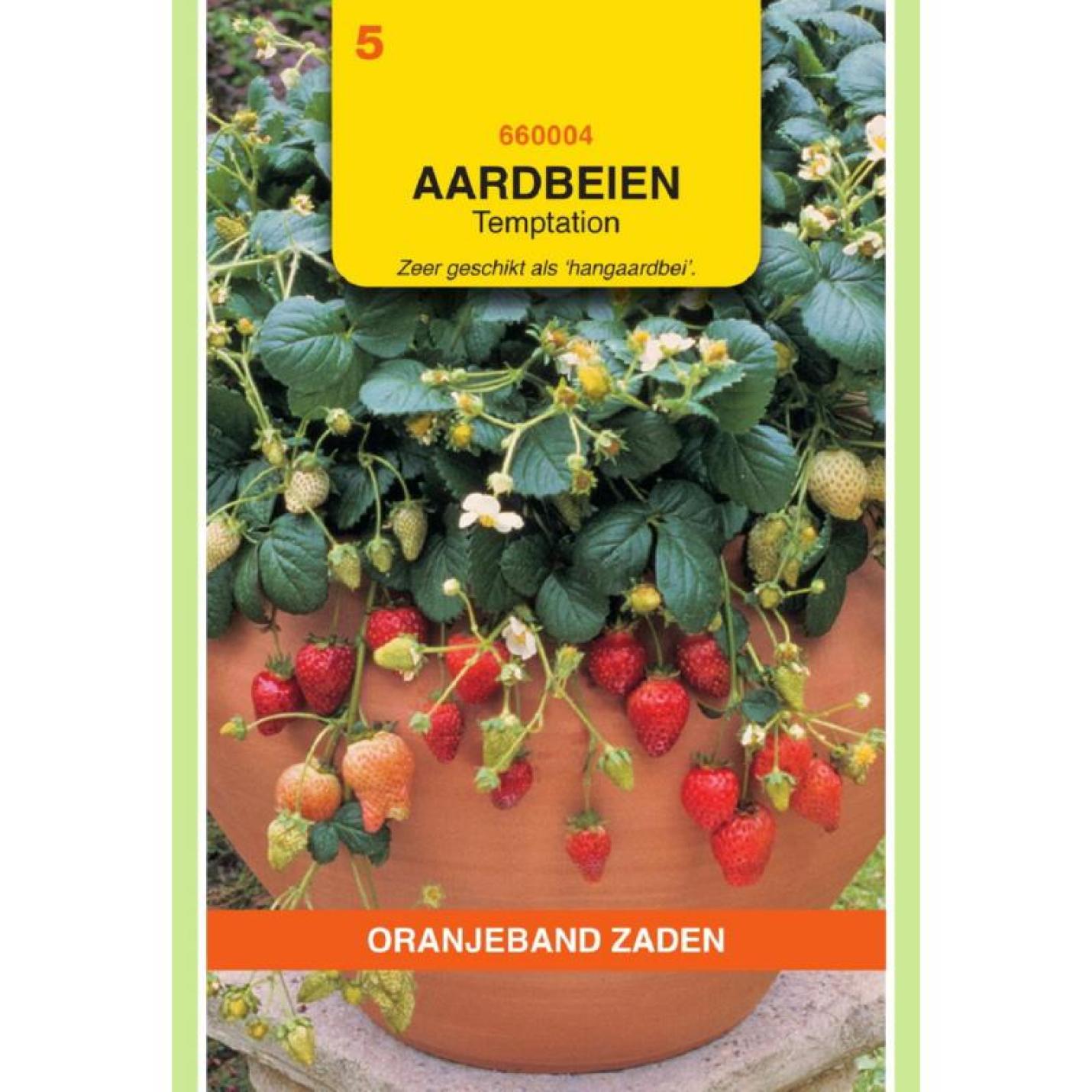 Oranjeband Hangaardbeien Temptation