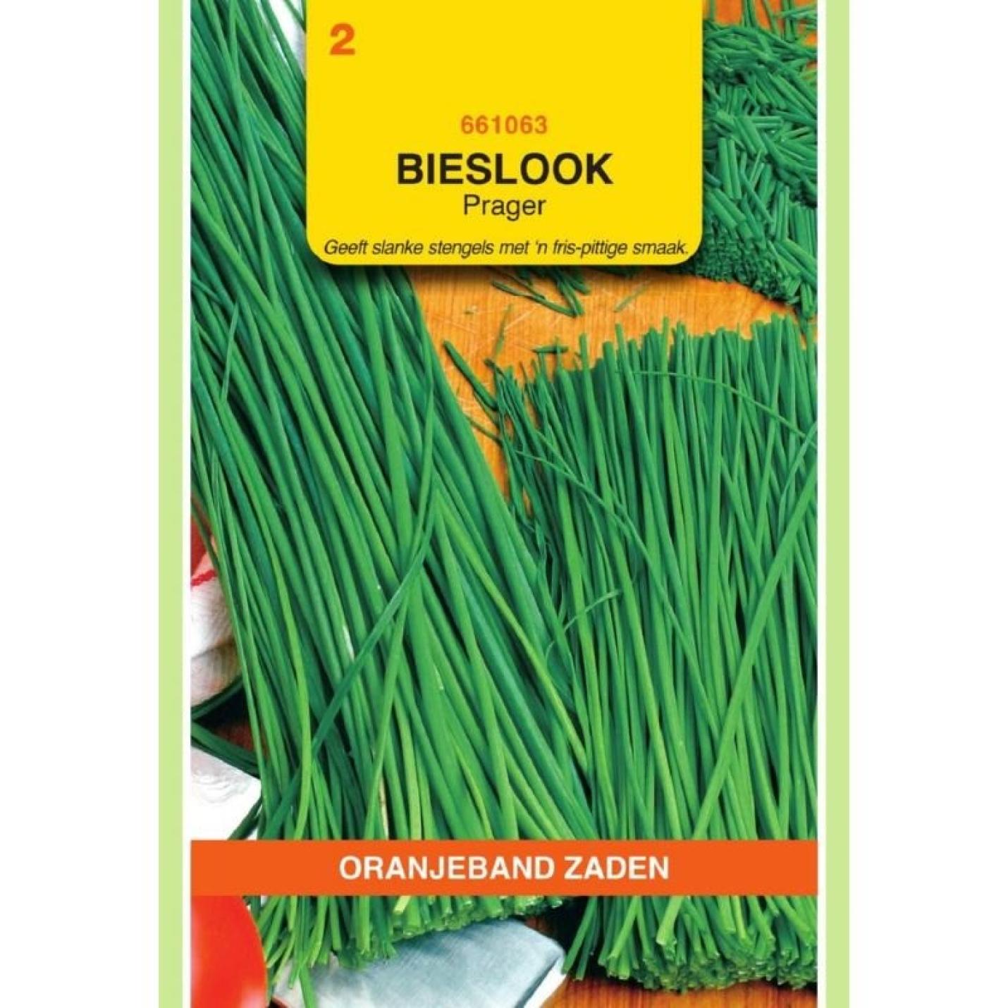 Oranjeband Bieslook Prager (fijne)