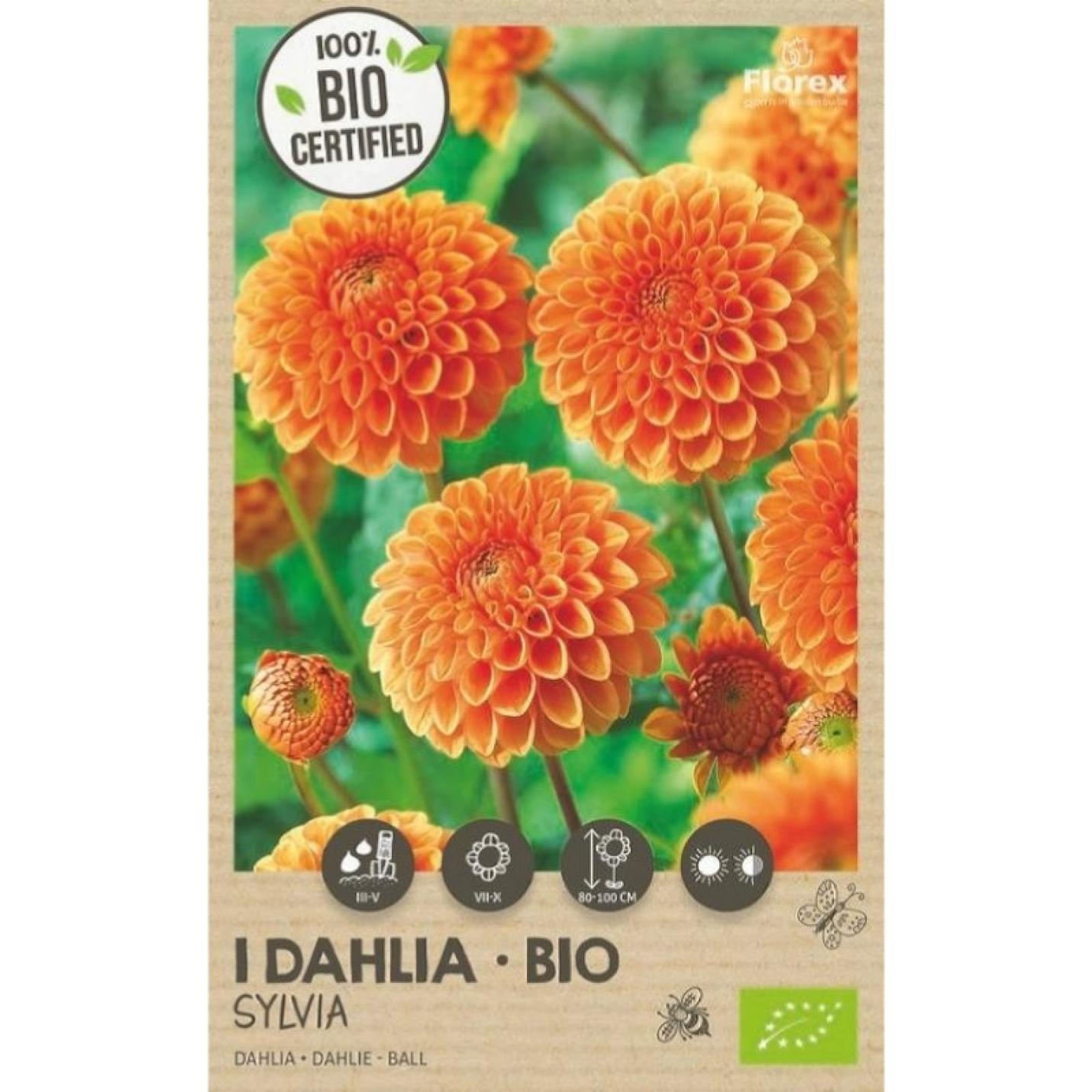 Bio Dahlia Ball Sylvia 1st.
