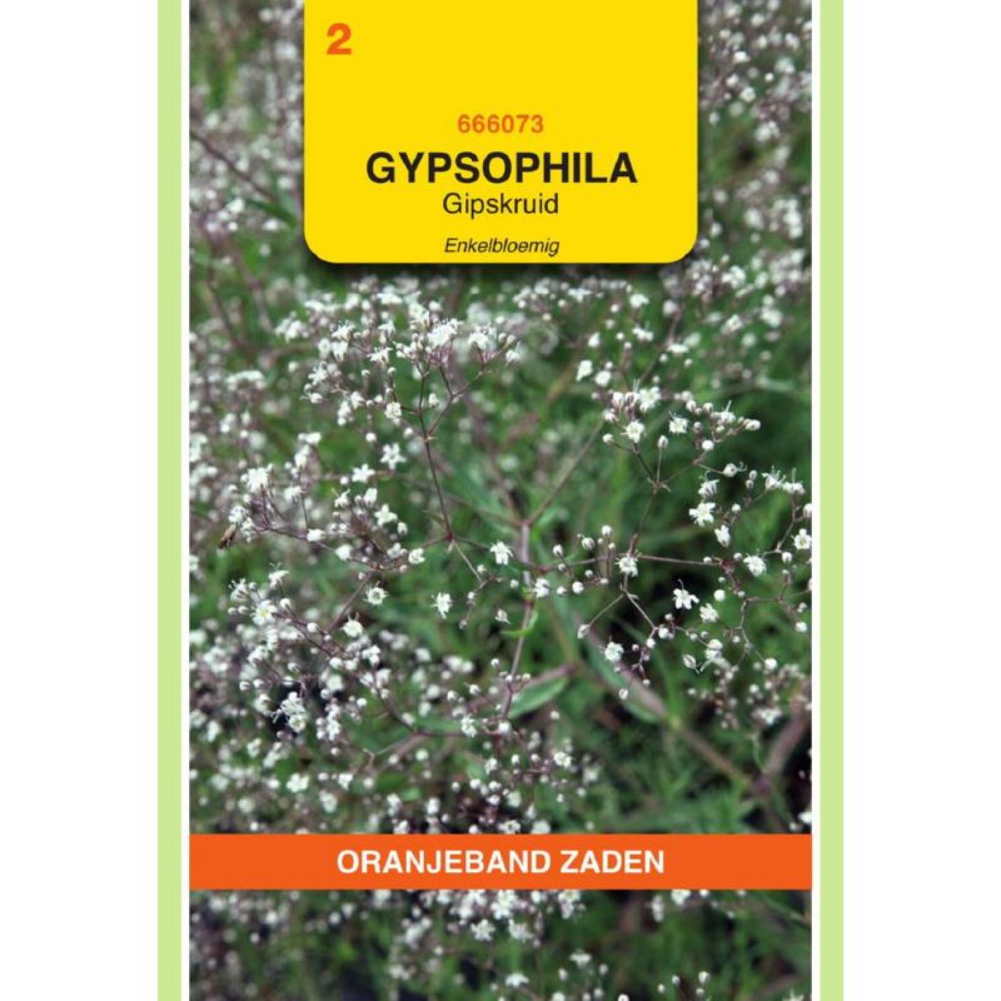 Oranjeband Gypsophila, Gipskruid enkelbloemig wit