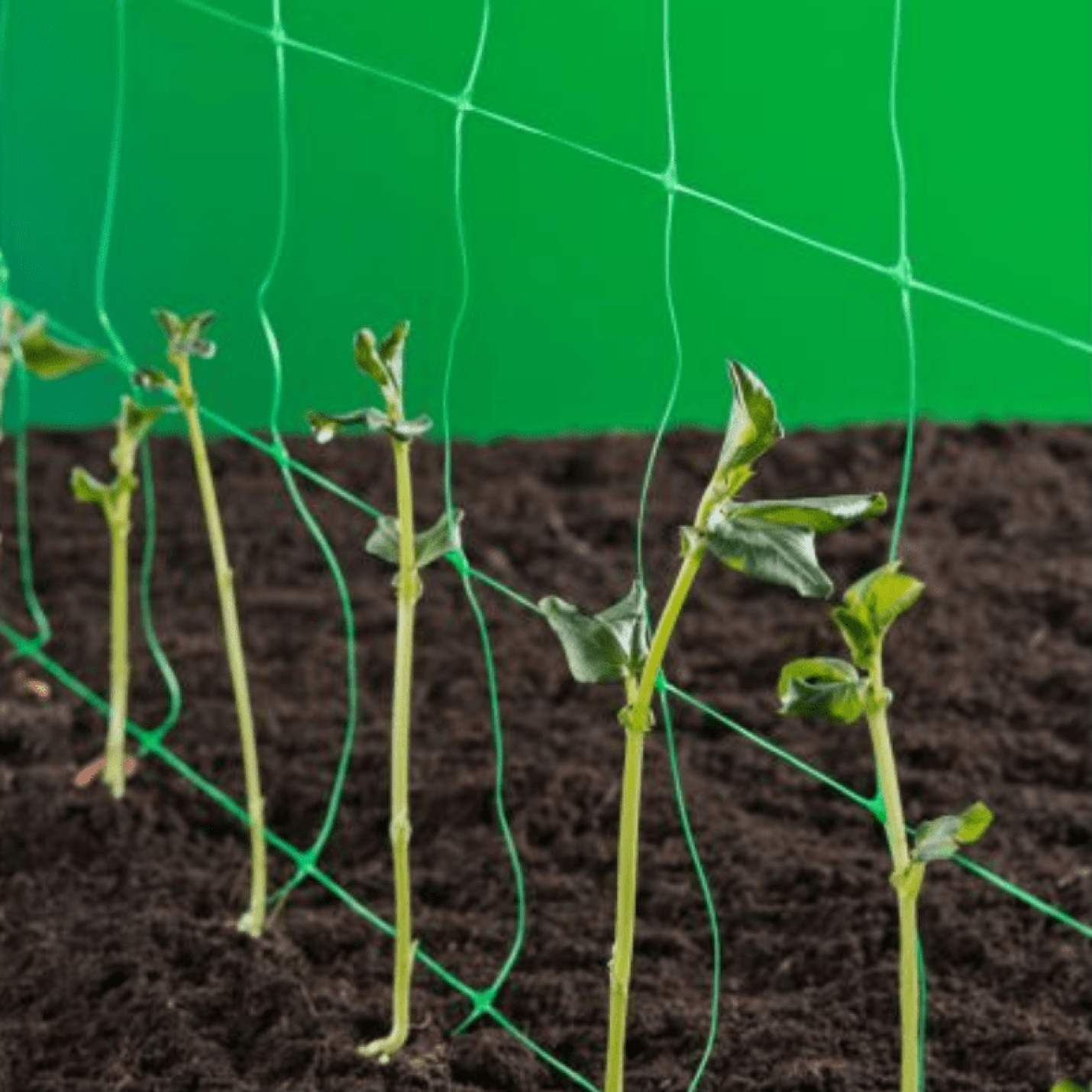Nature Klimnet voor planten 2x5 m - Groen