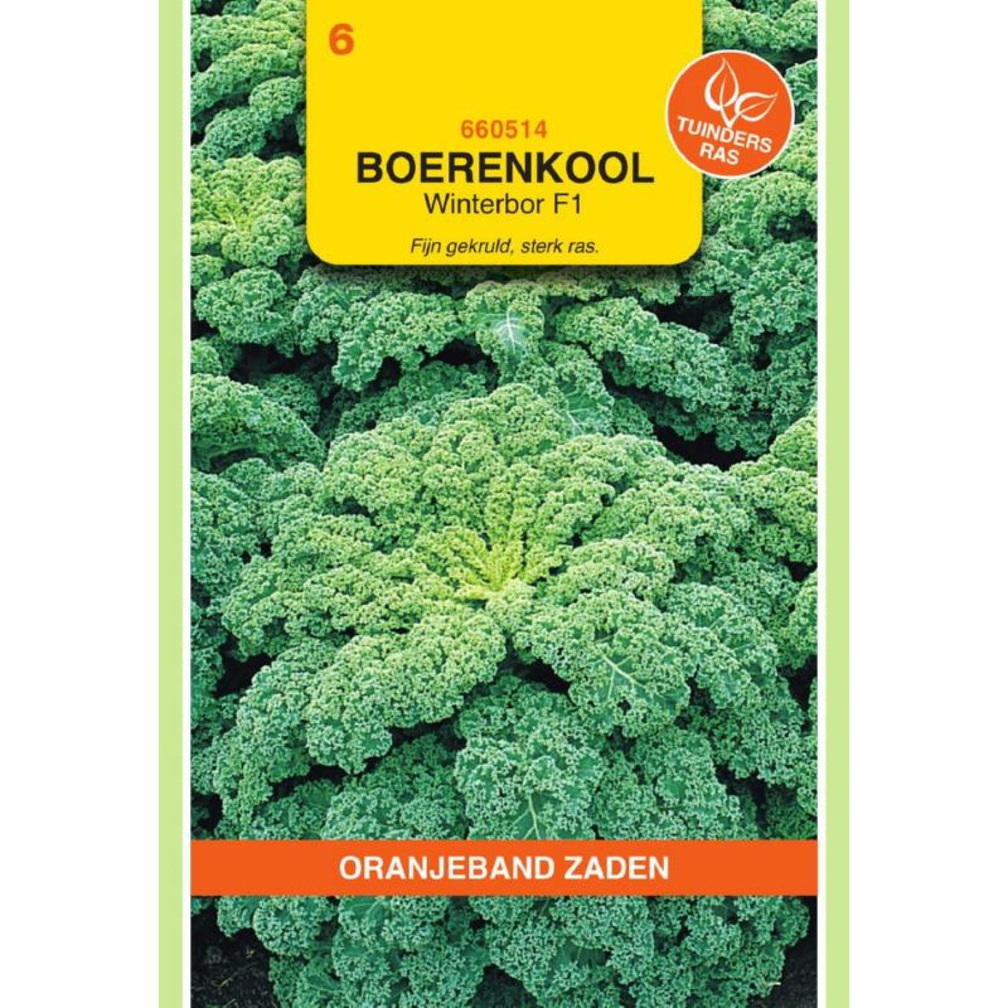 Oranjeband Boerenkool Reflex F1 (wordt Winterbor F1)