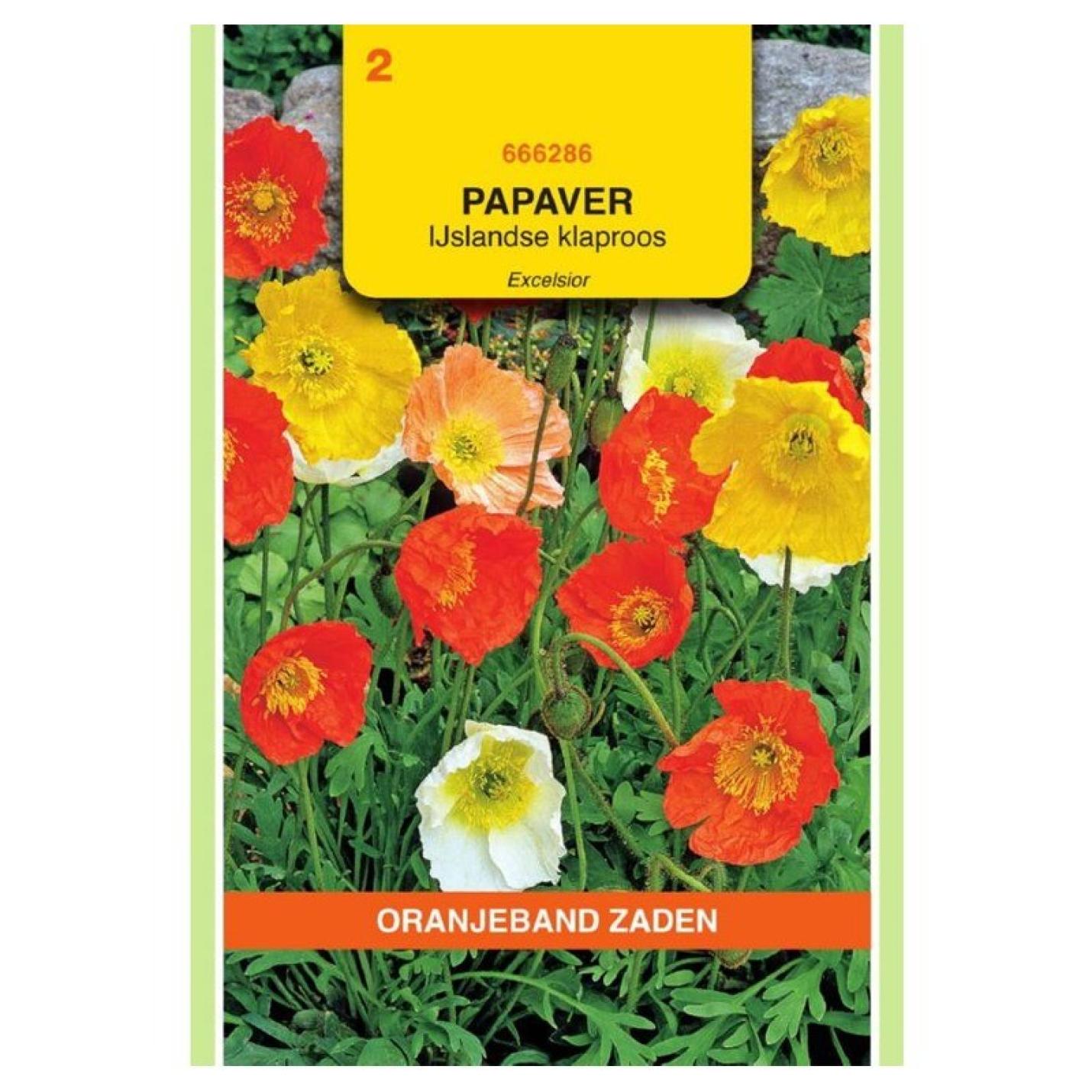 Oranjeband Papaver IJslandse klaproos Excelsior