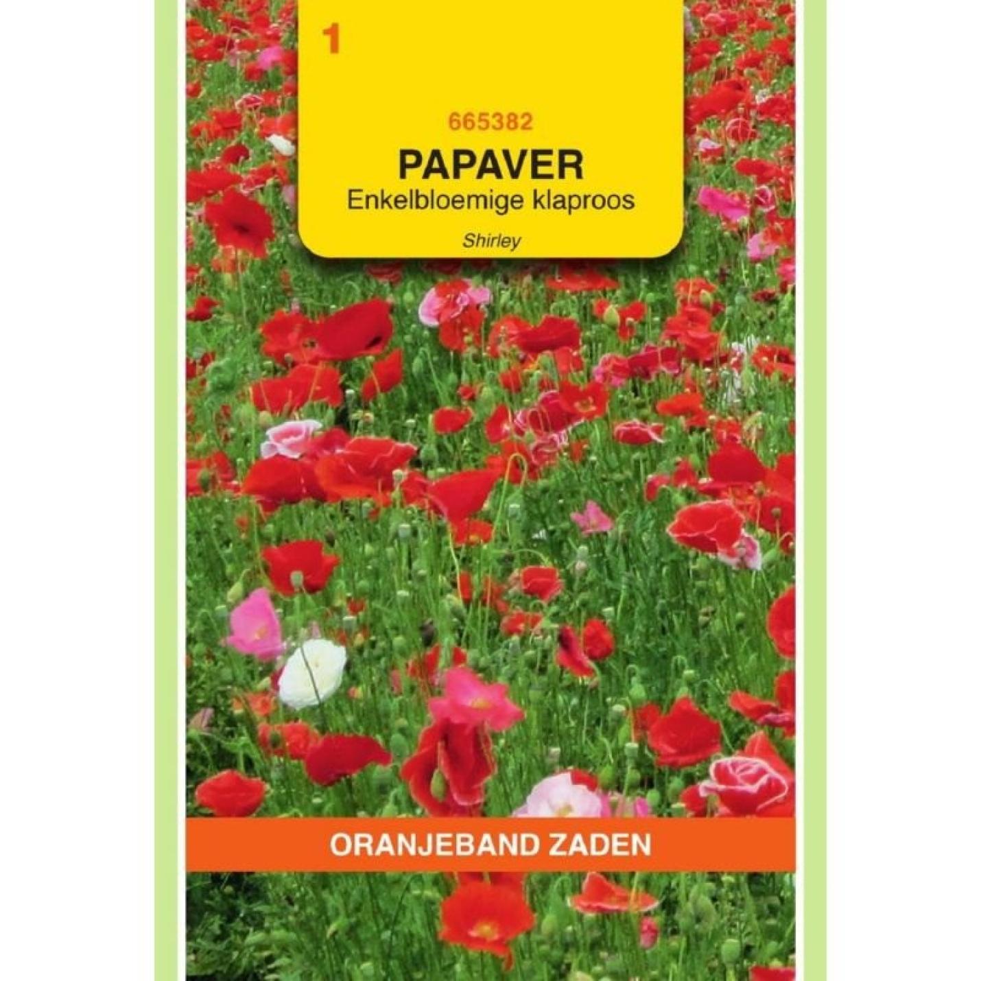 Oranjeband Papaver, Klaproos enkelbloemig Shirley