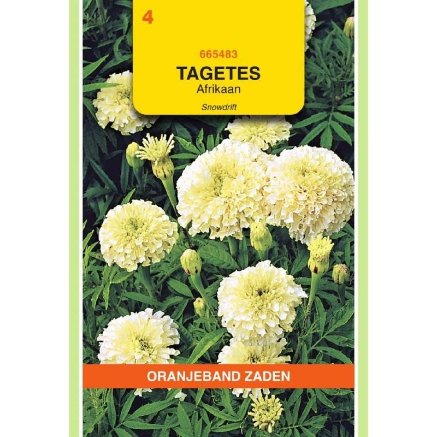 Oranjeband Tagetes, Afrikaan Snowdrift