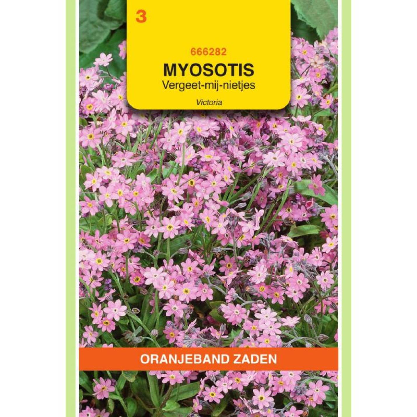 Oranjeband Myosotis, Vergeet-mij-niet Victoria, roze