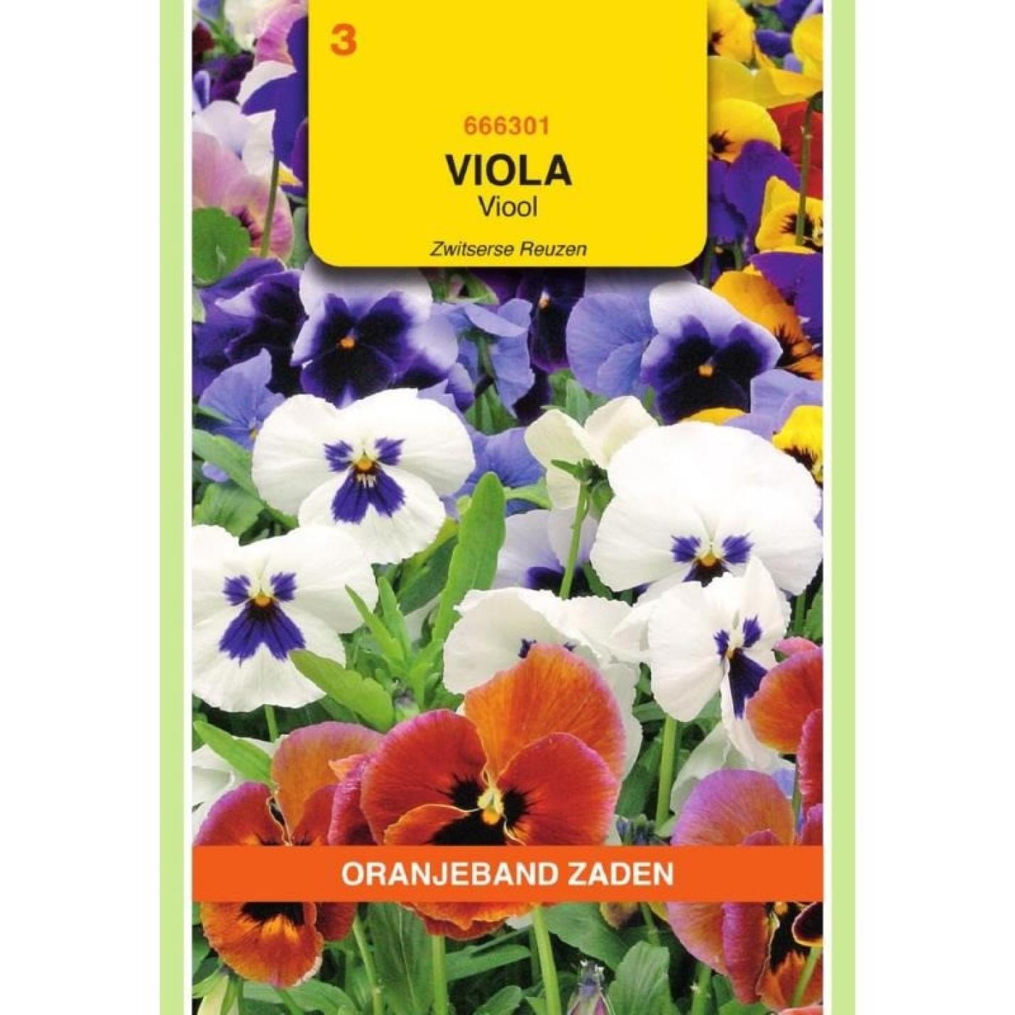 Oranjeband Viola, Viool Zwitserse Reuzen gemengd