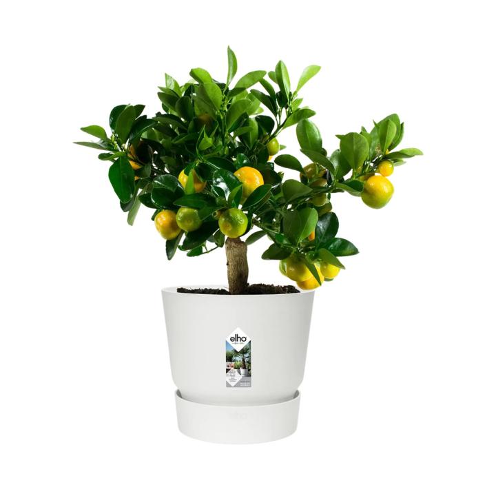 Elho Greenville bloempot 30cm wit