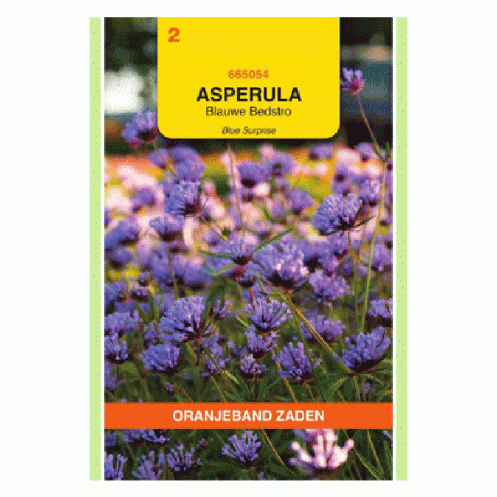 Oranjeband Asperula, Blauwe Bedstro Blue Surprise