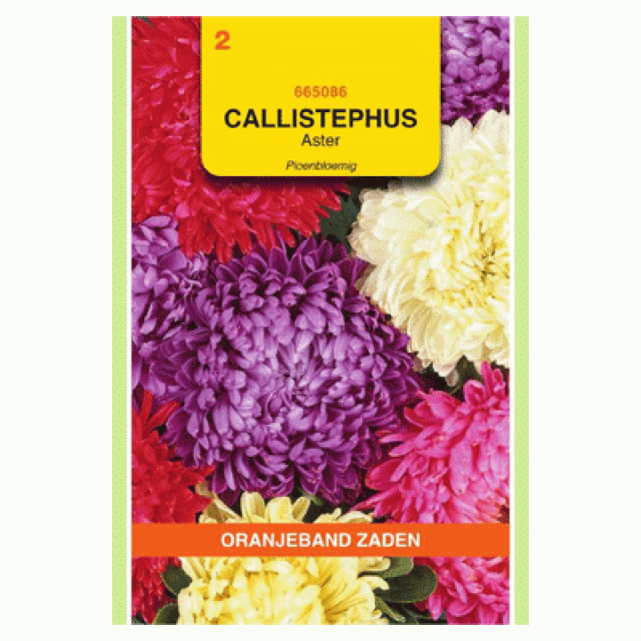 Oranjeband Callistephus, Aster Pioenbloemig gemengd