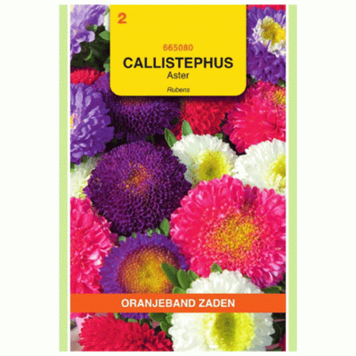 Oranjeband Callistephus, Aster Rubens gemengd